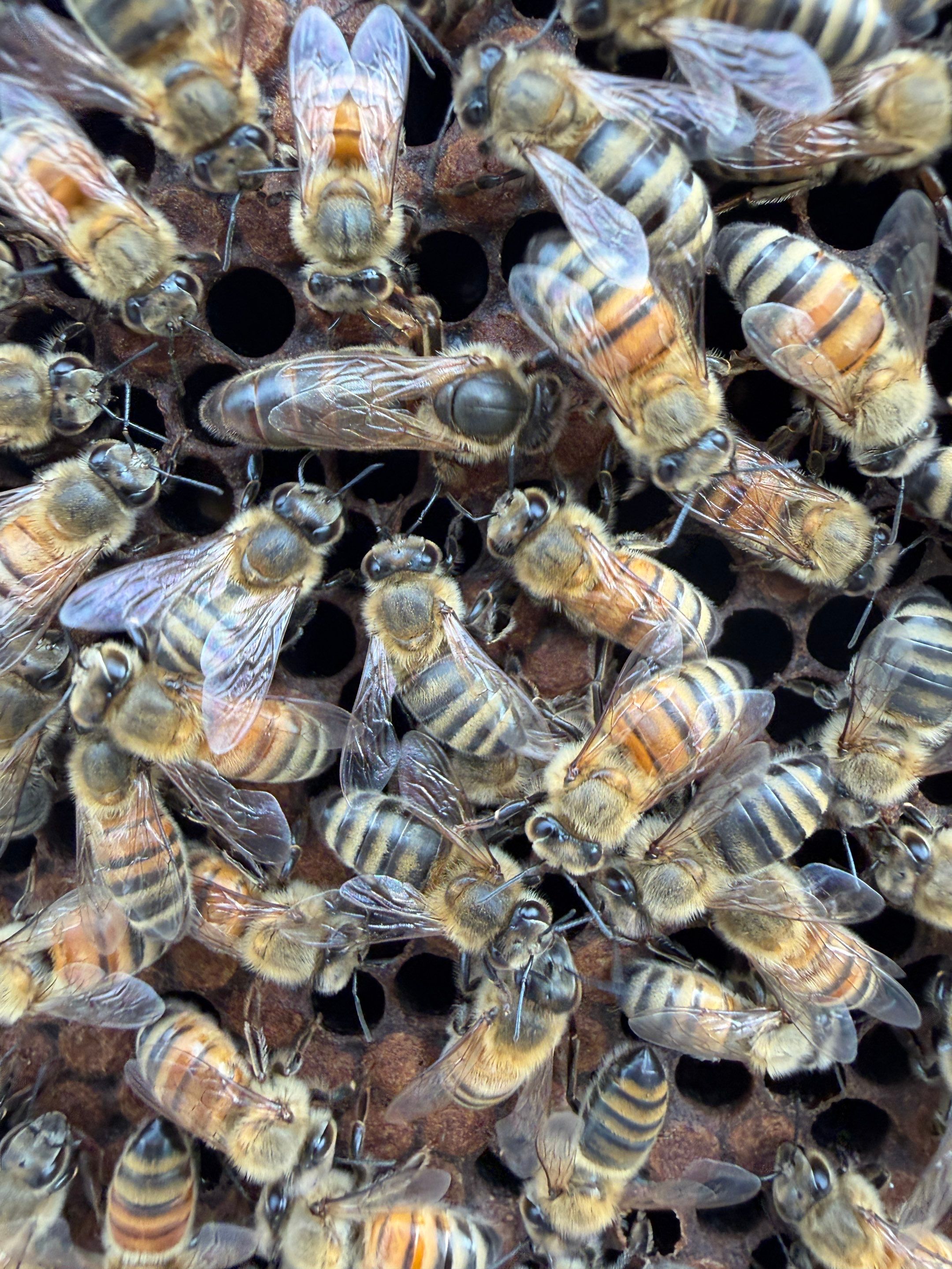 Momma K’s apiary by Rockwall Honey Bee Company