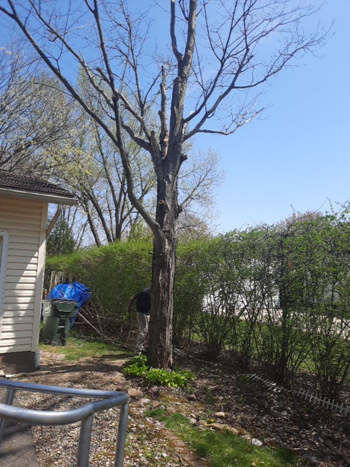 Tree Removal using Tree Removal by Mike Jones & Sons Tree Service LLC 