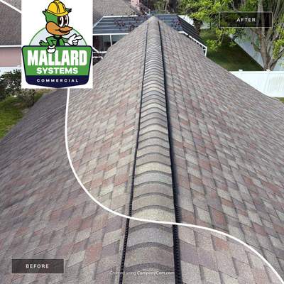 Shingle Roof Cleaning