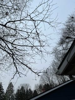 Tree Trimming using Tree Pruing by Mike Jones & Sons Tree Service LLC 