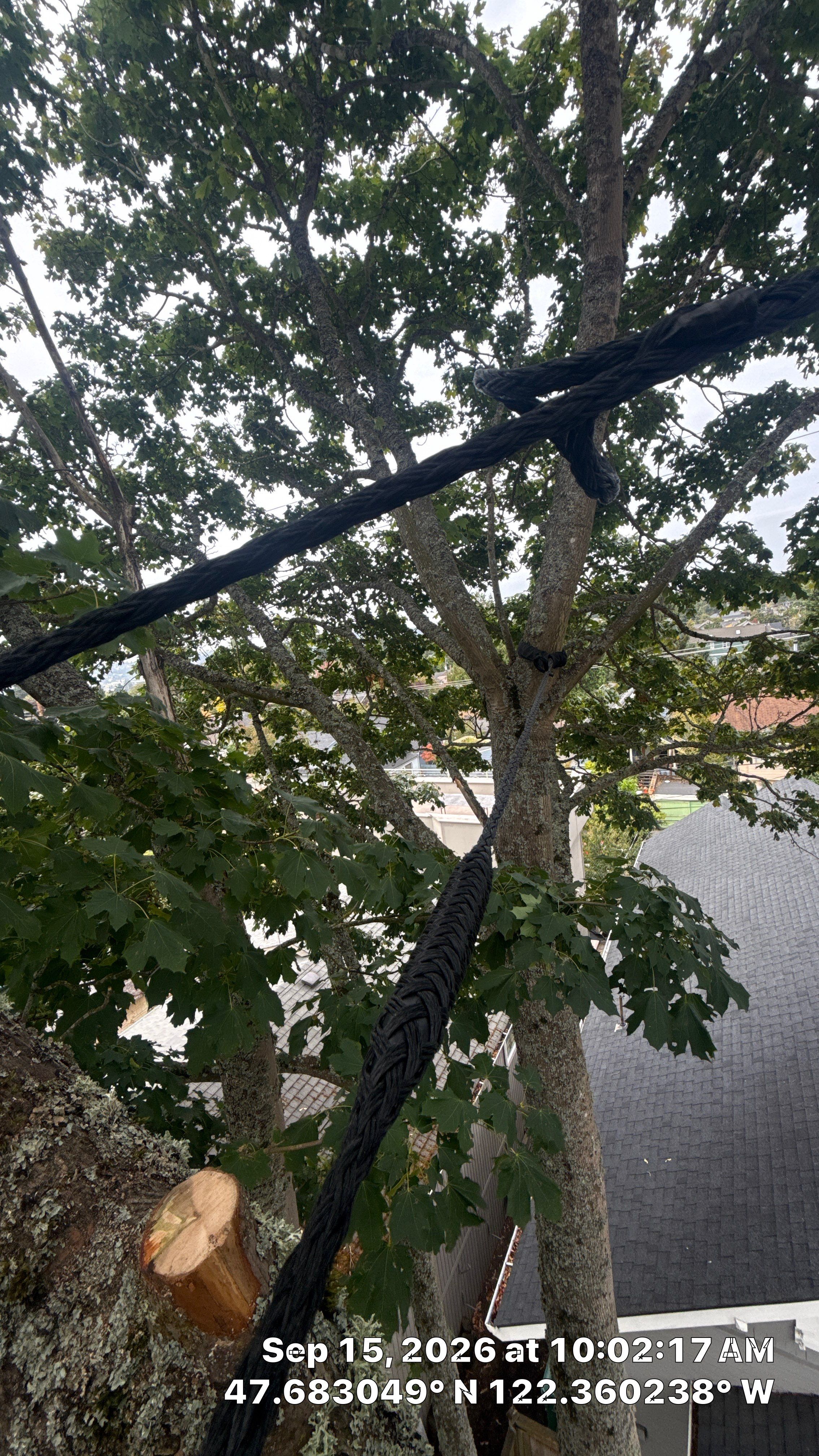 Seattle Tree Cabling and Structural Support System Installation by Sound Tree Care LLC