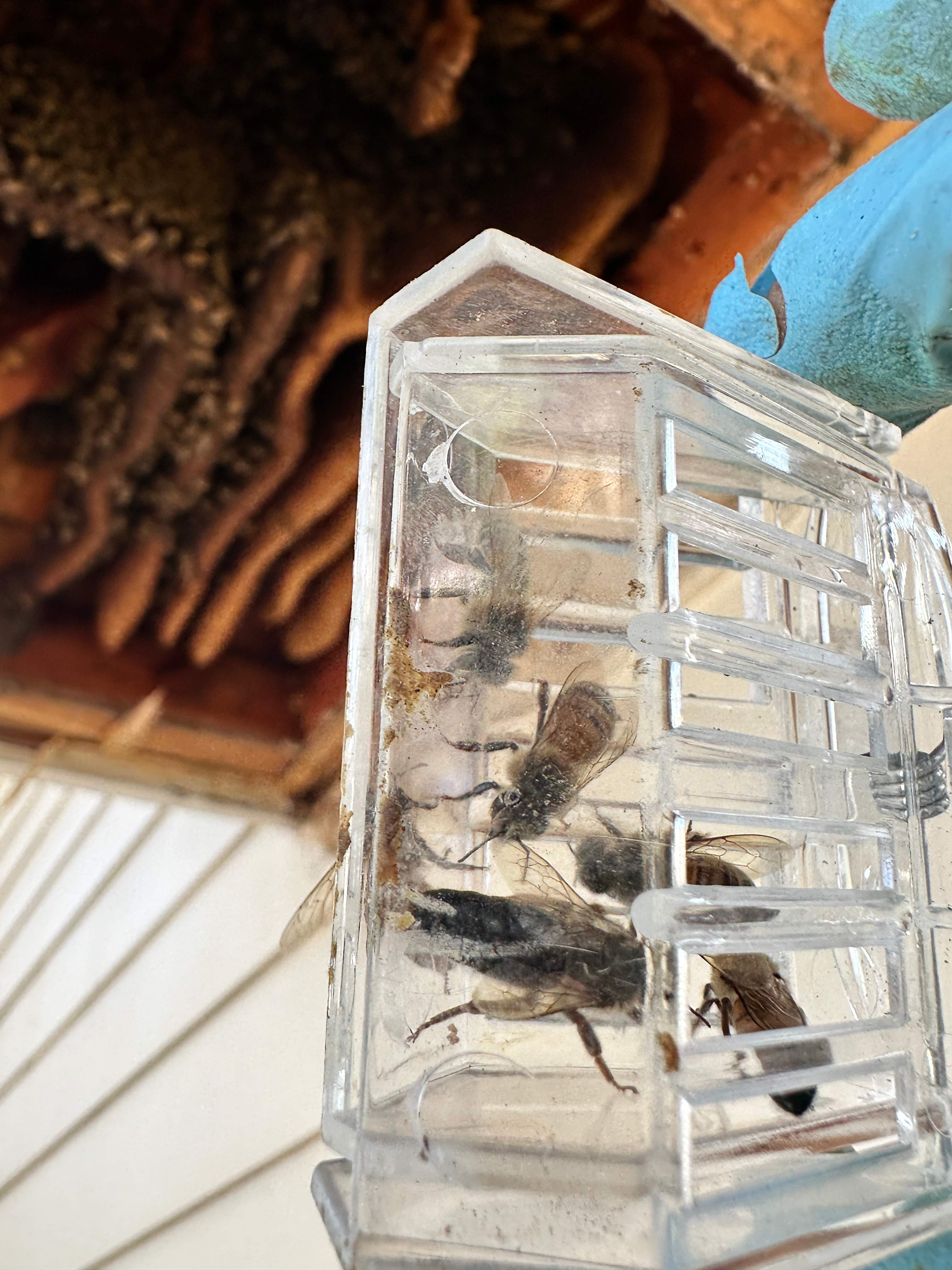 Last of 2025 by Rockwall Honey Bee Company