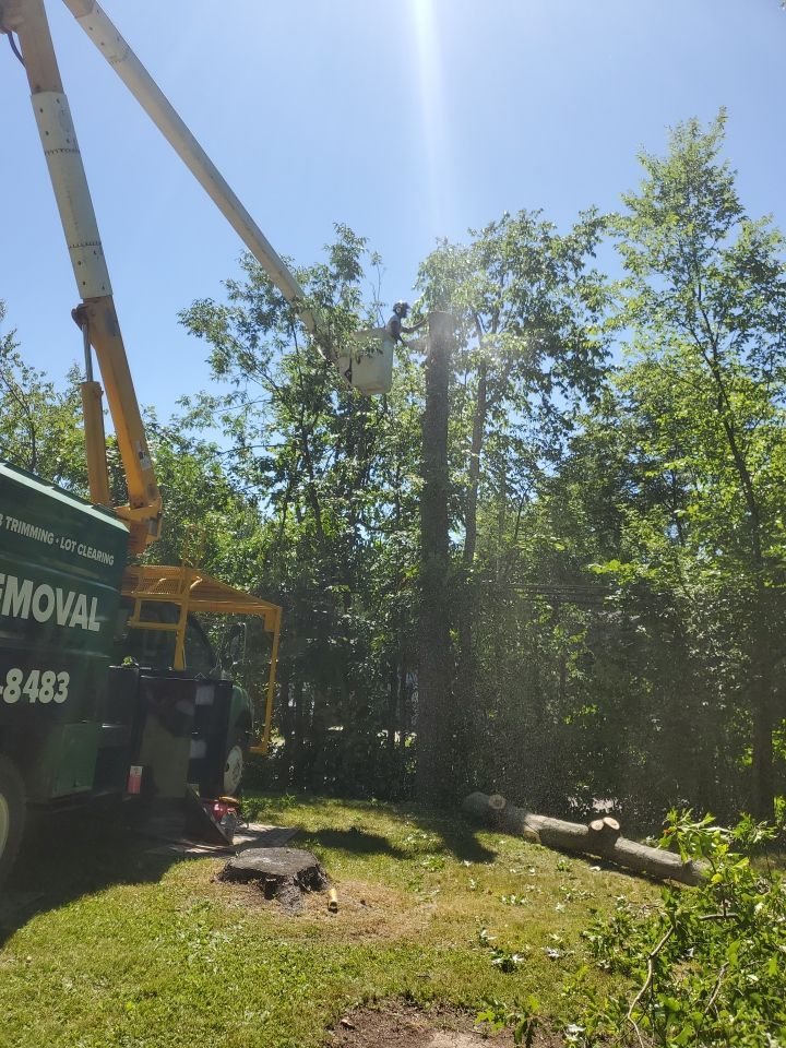 Tree Removal using Tree Removal by Mike Jones & Sons Tree Service LLC 