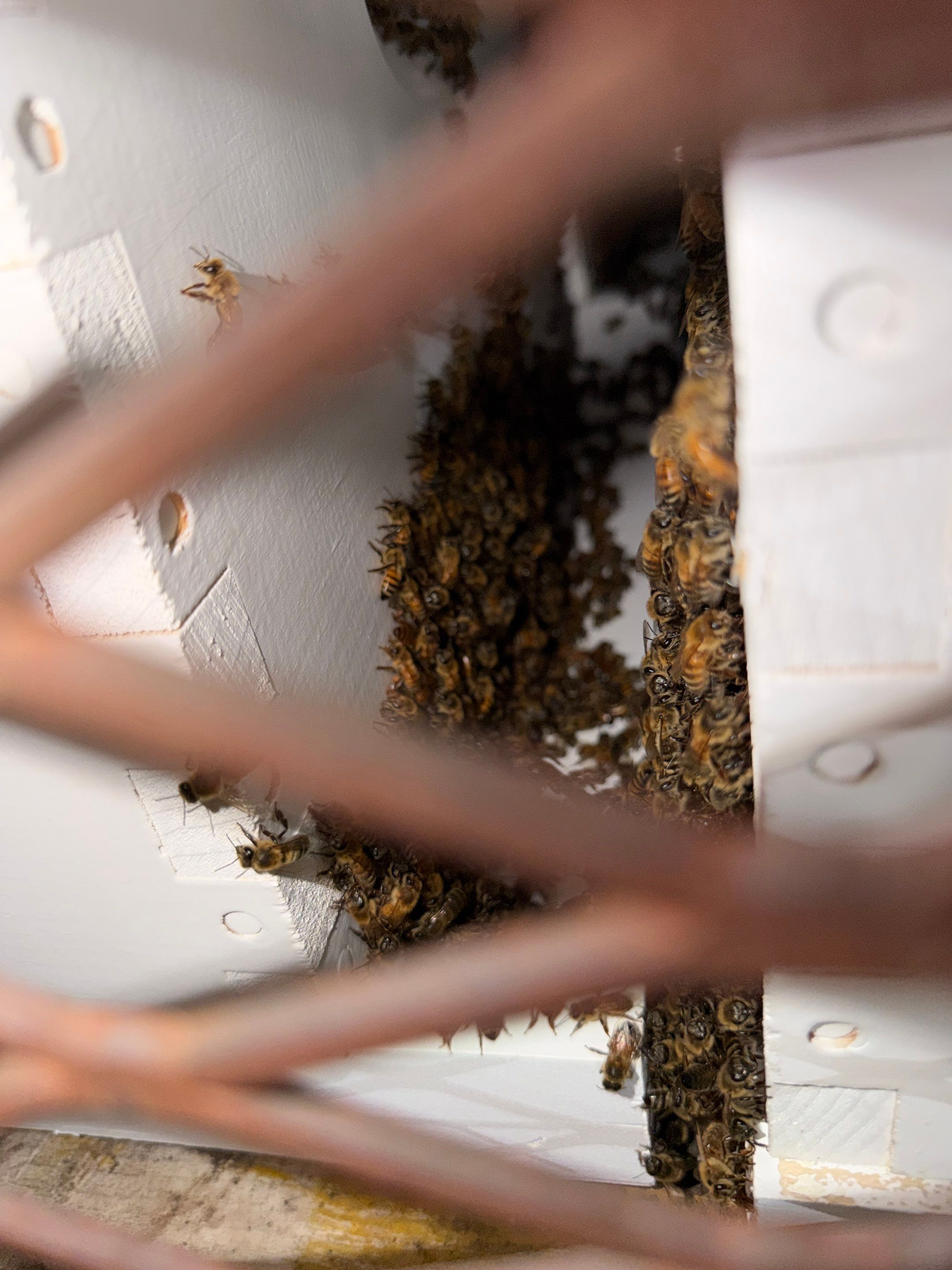 45 colonies in three apiaries by Rockwall Honey Bee Company