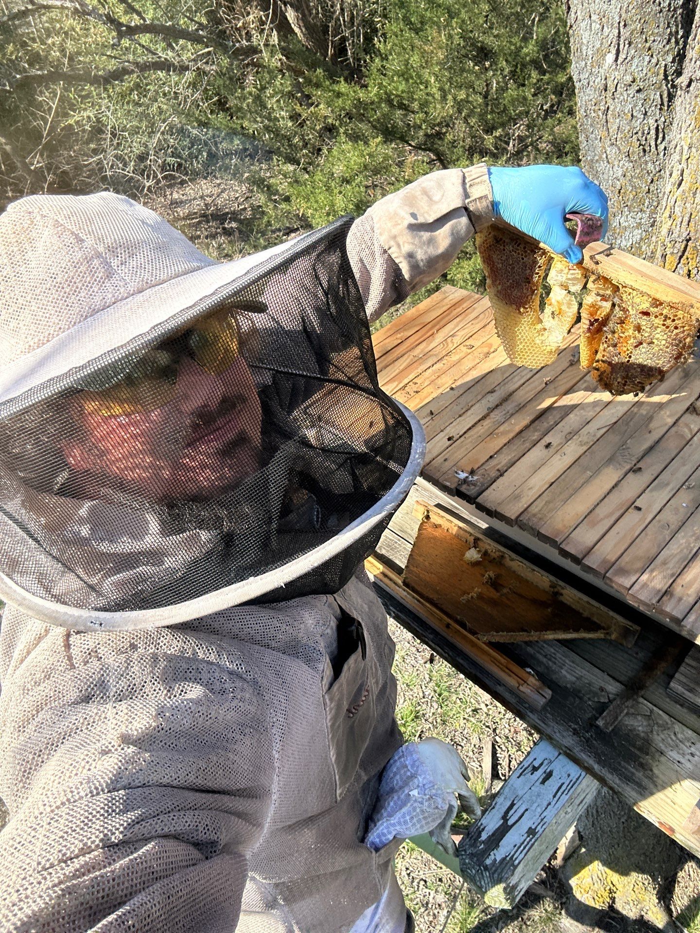 Honey bee hives in trees.. right here in Rockwall! by Rockwall Honey Bee Company