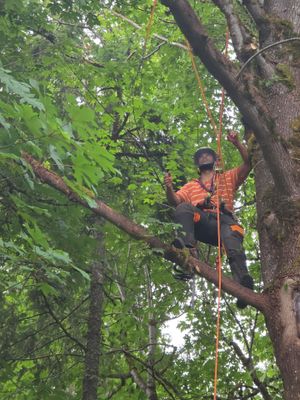 Issaquah Tree Trimming and Hedge Removal