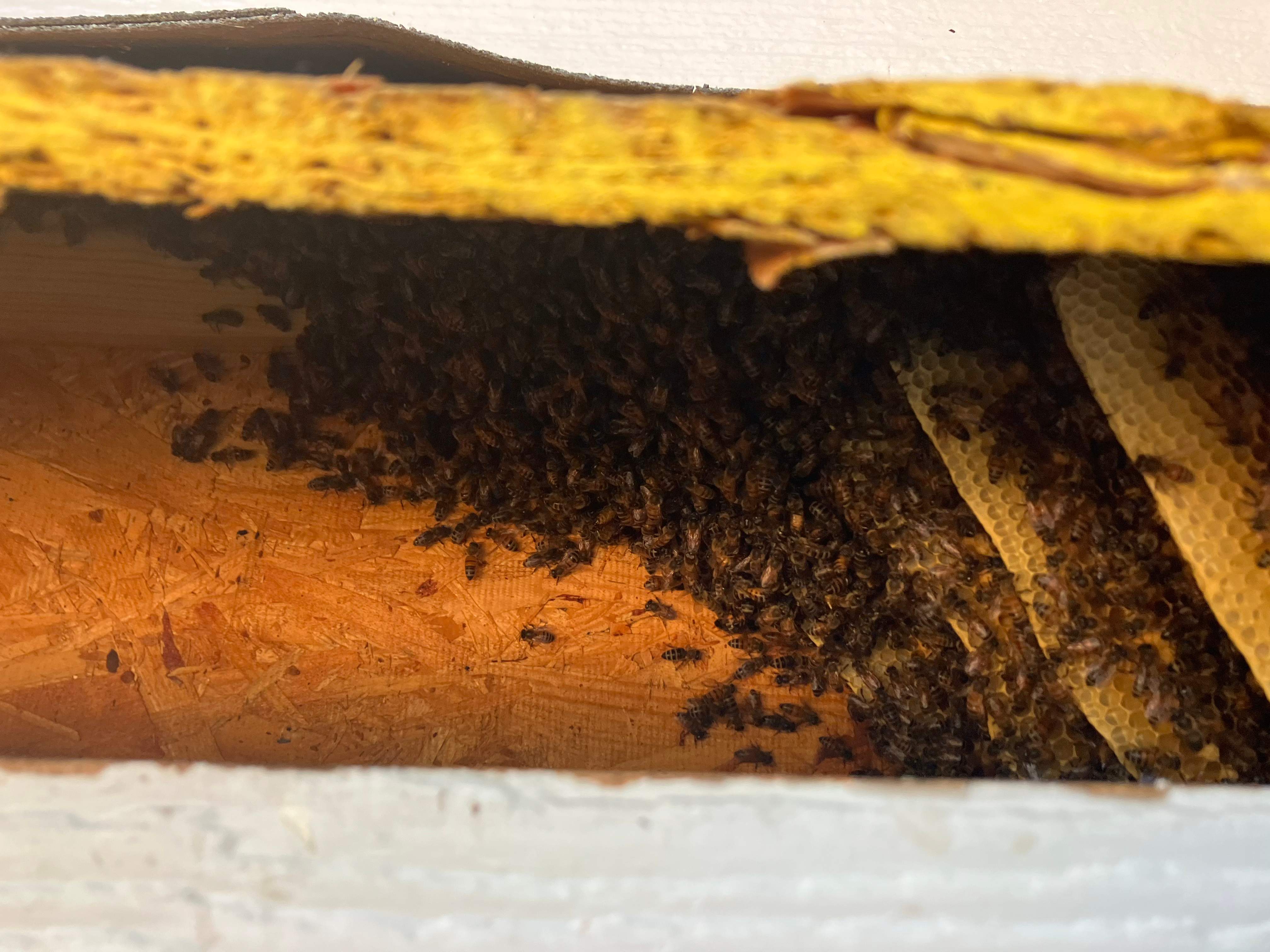 Dormer Window by Rockwall Honey Bee Company