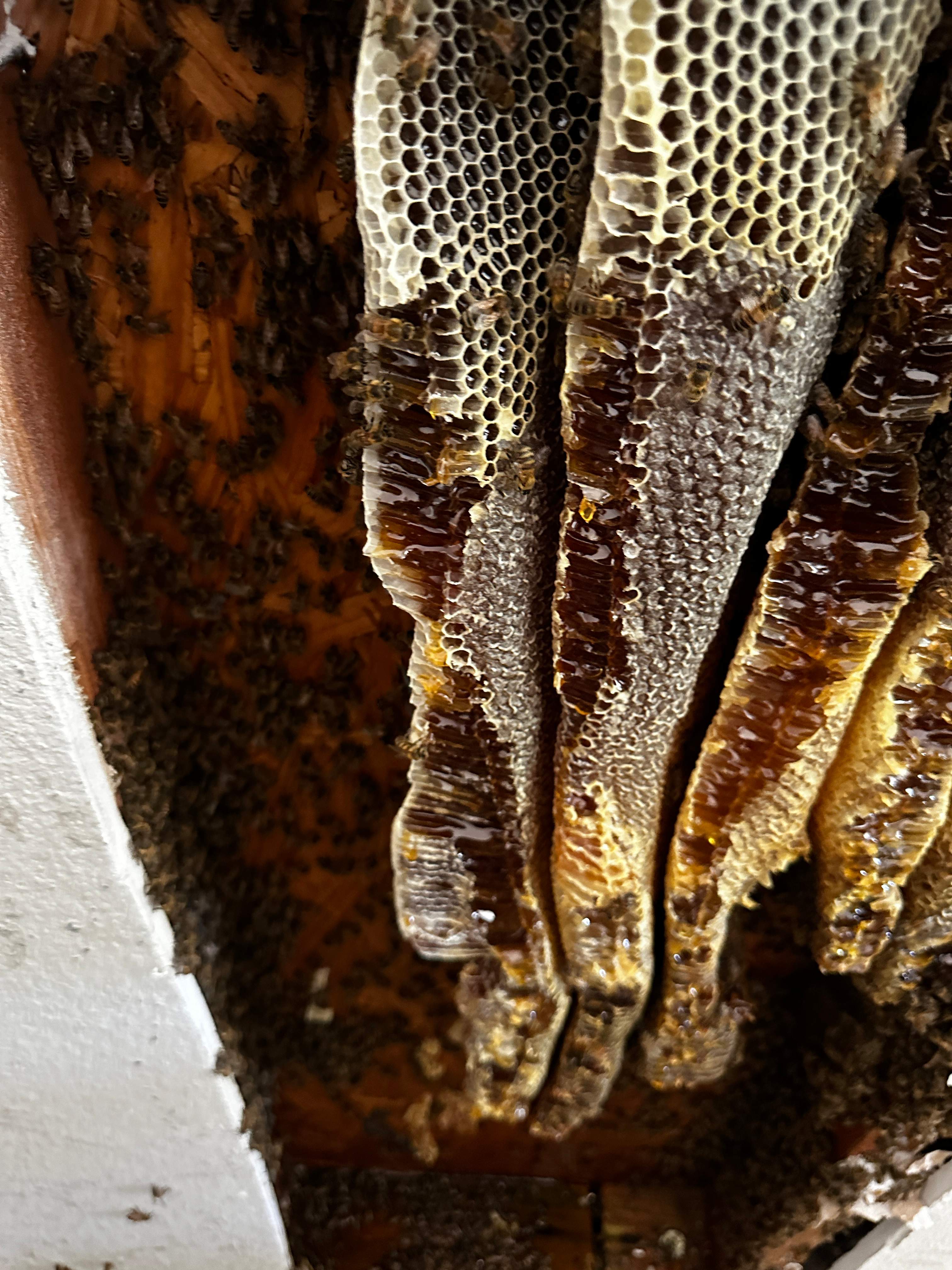 Beautiful Fresh Comb by Rockwall Honey Bee Company