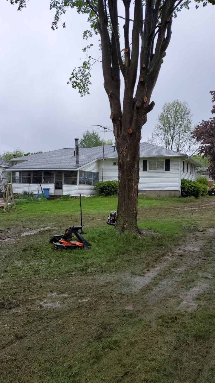 Tree Removal using Tree Removal by Mike Jones & Sons Tree Service LLC 