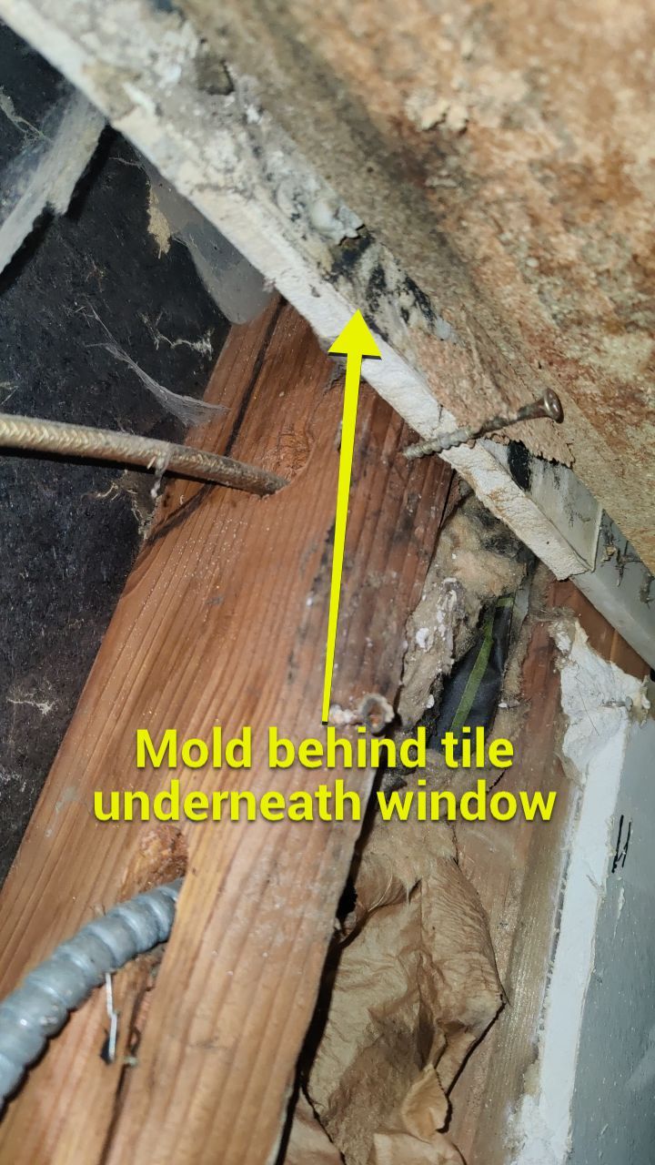 Mold Damage by Accountable Home Services