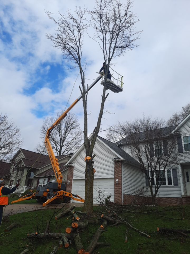 Tree Removal using Tree Removal by Mike Jones & Sons Tree Service LLC 