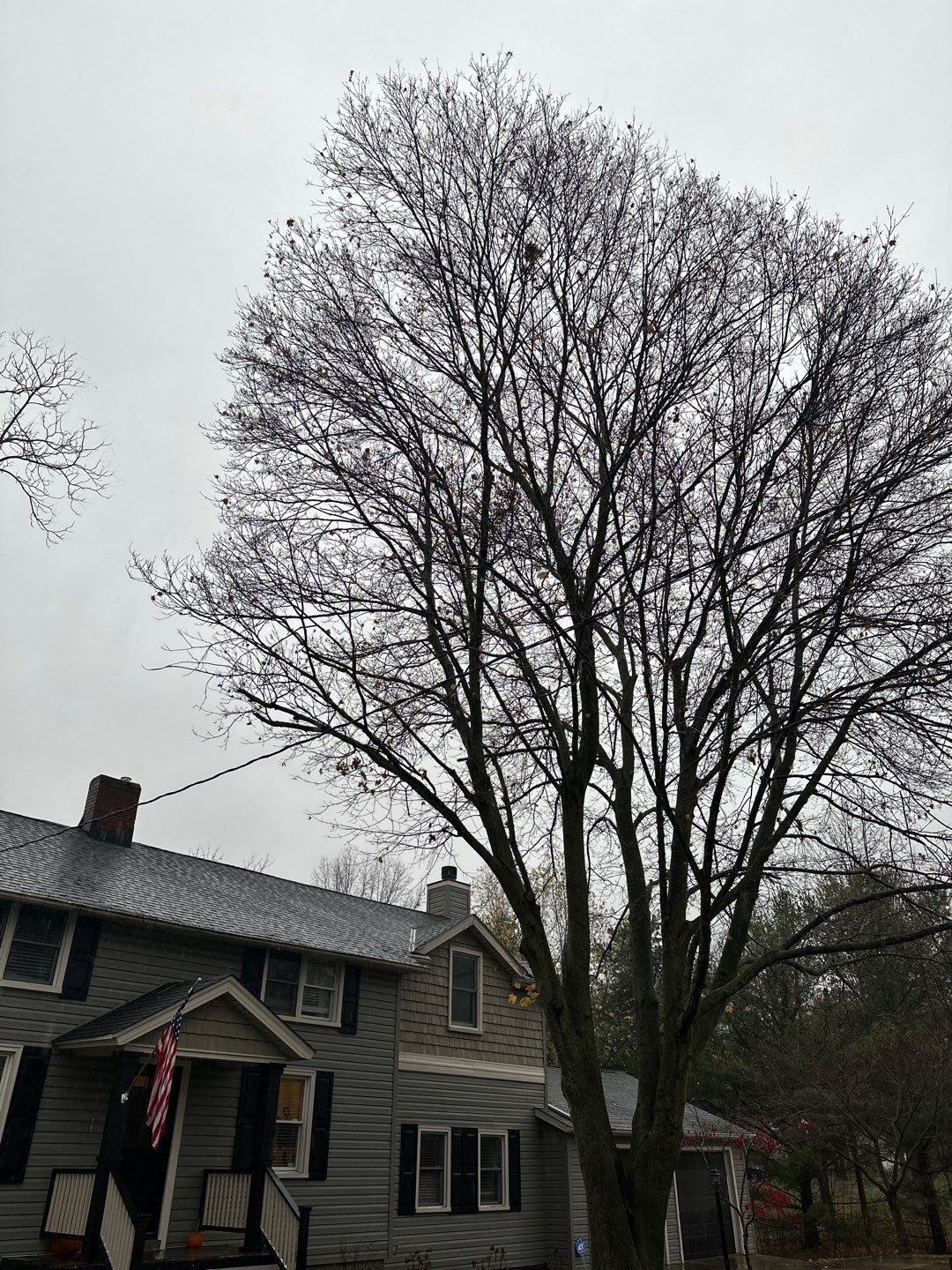 Tree Trimming using Tree Pruing by Mike Jones & Sons Tree Service LLC 