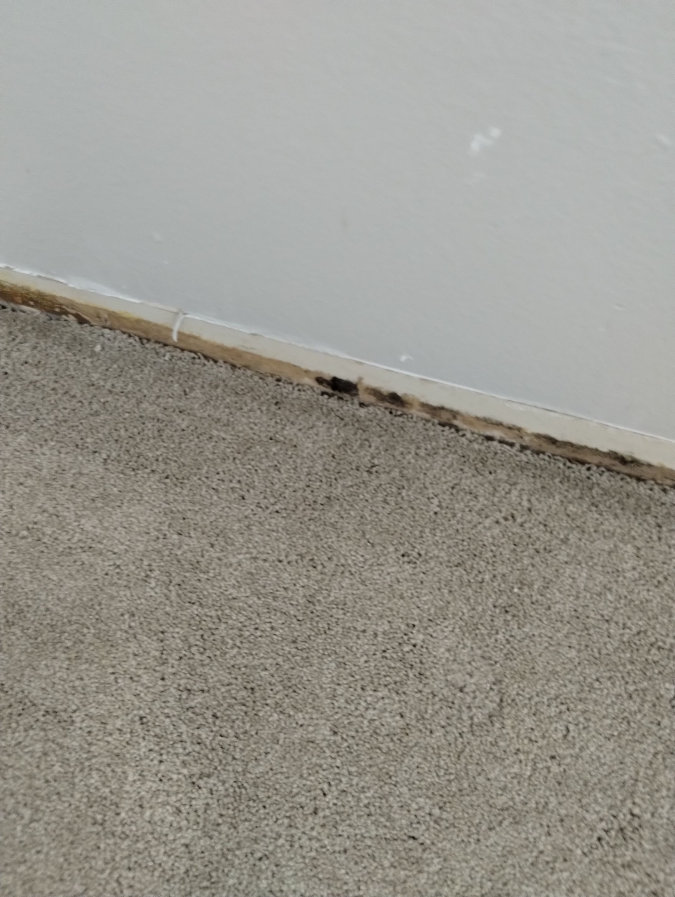 Mold Damage Repairs by Accountable Home Services