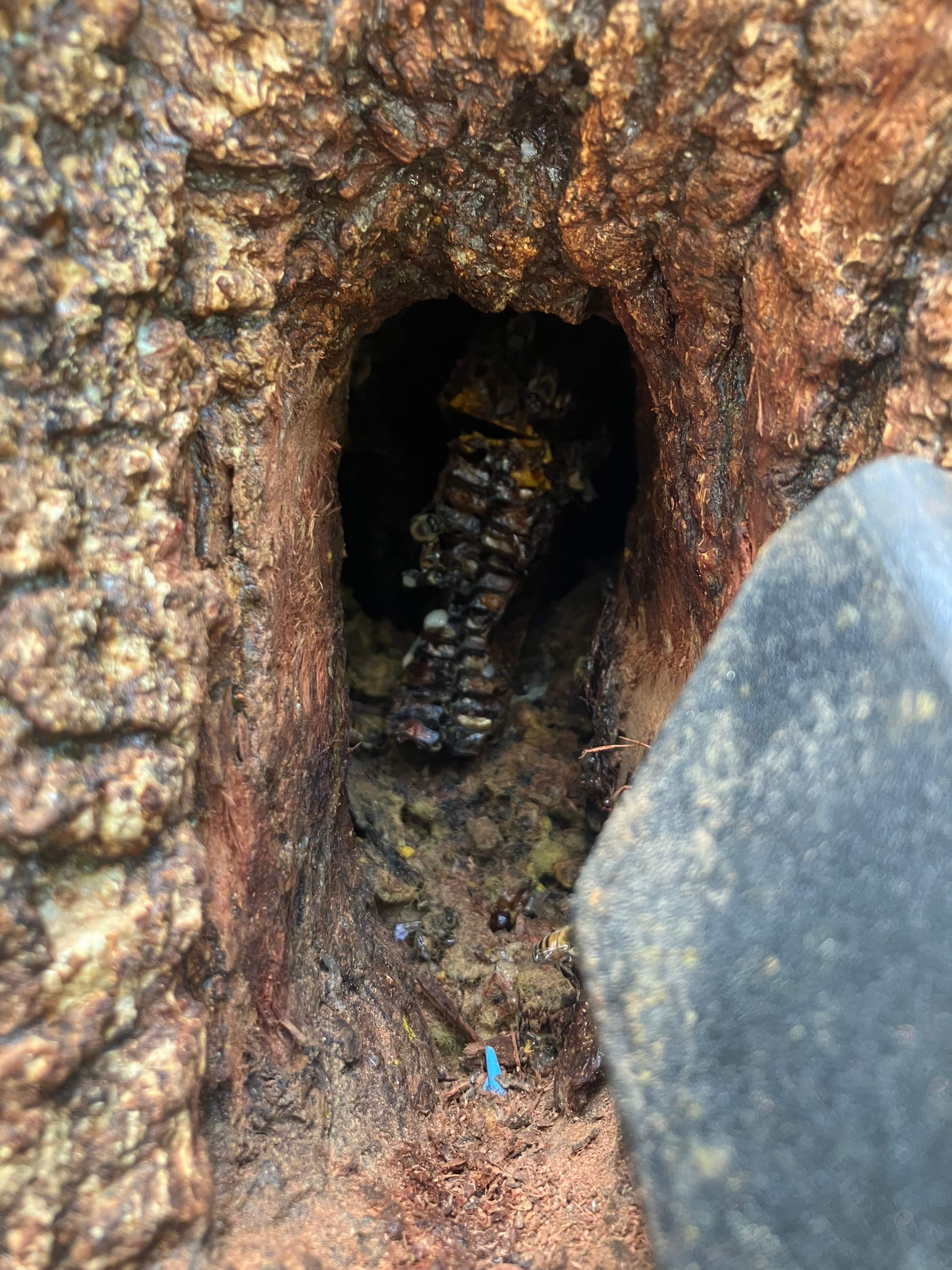 Tight Squeeze by Rockwall Honey Bee Company