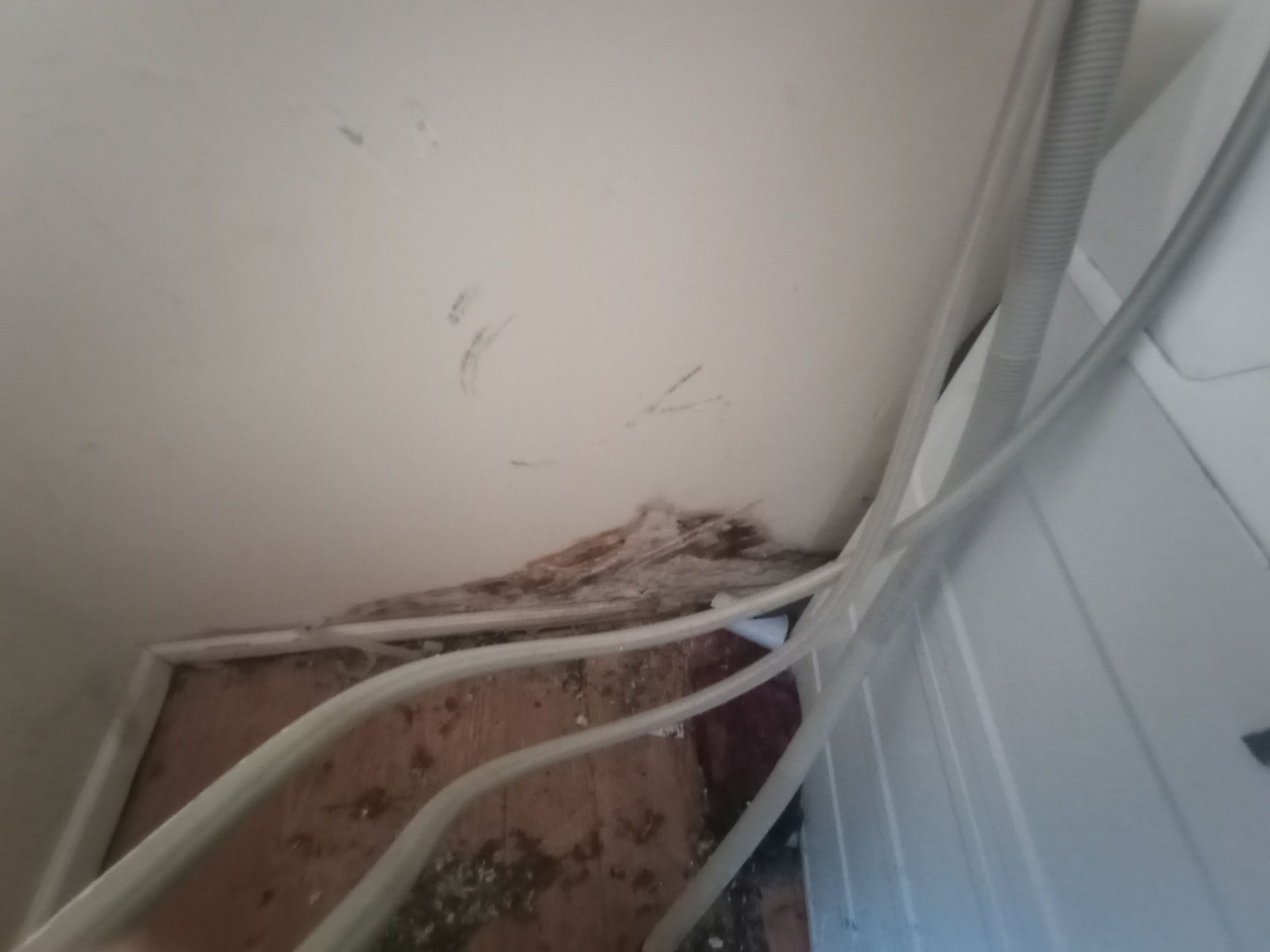 Mold Remediation Estimate in Austin, IN by ANR Restoration