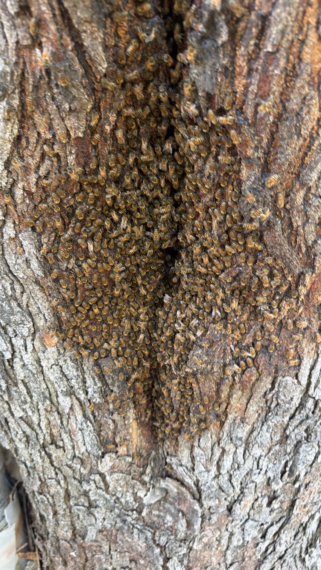 Chiesa Cavity Colony by Rockwall Honey Bee Company