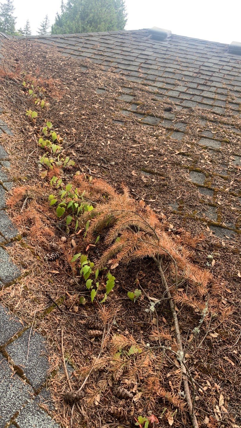 Softwashed in many Years back, and organic regrowth significant by DawnSky LLC