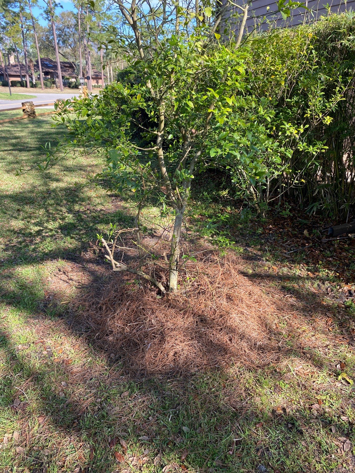 Deerwood Resident | Landscaping by ProGreen Services