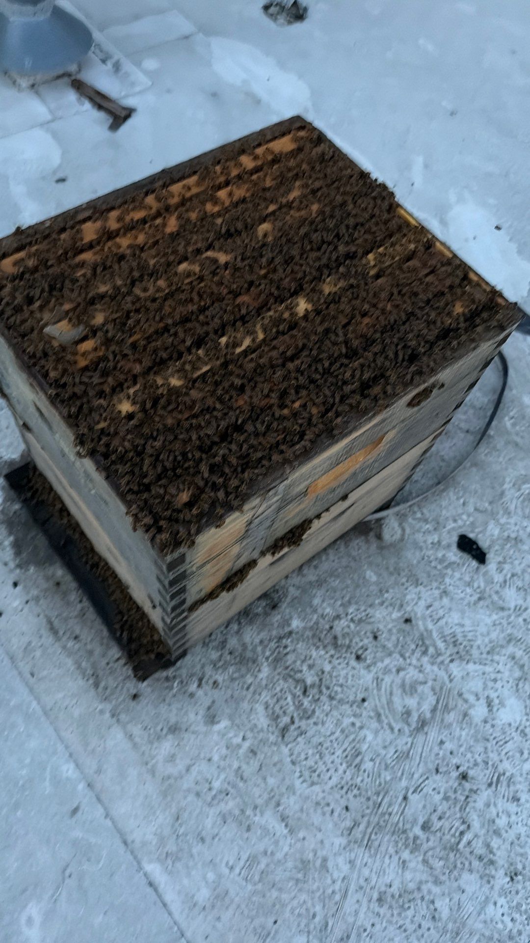Anchovies on your Apiary by Rockwall Honey Bee Company