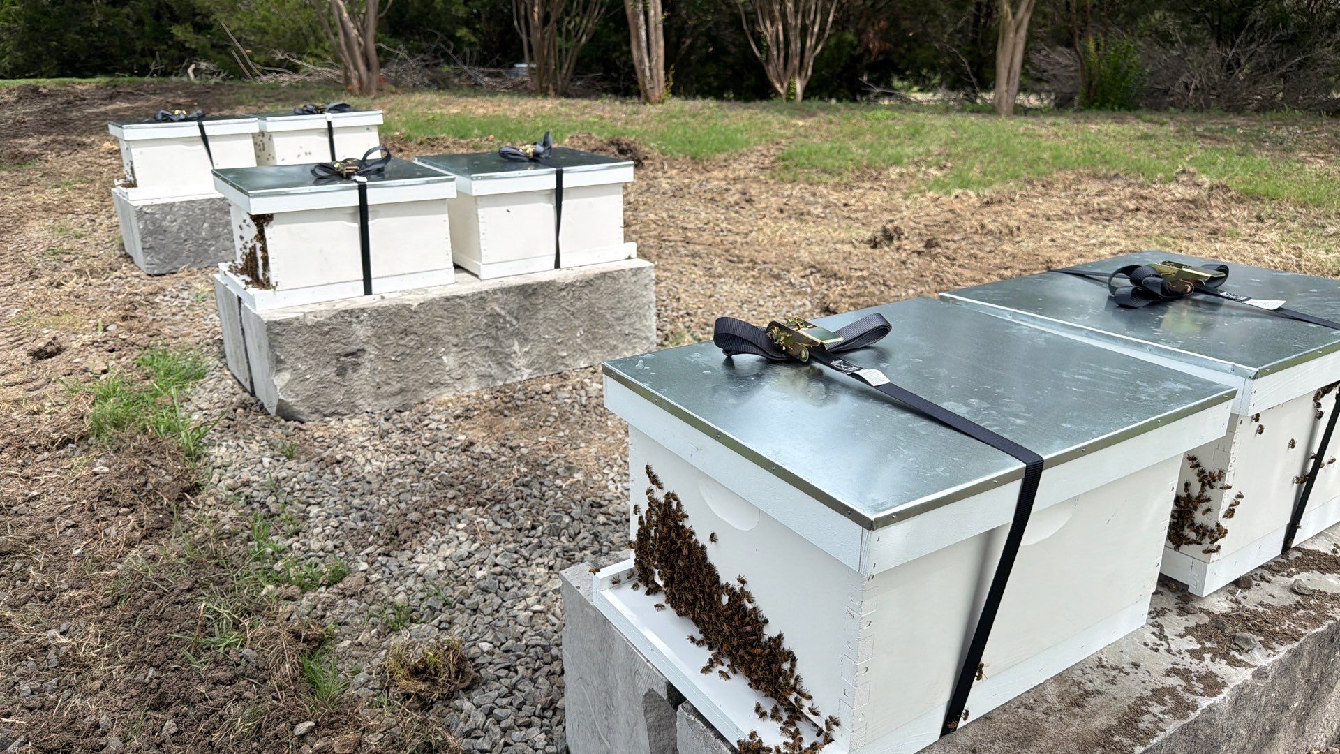 The Lion and the Lamb Apiary by Rockwall Honey Bee Company