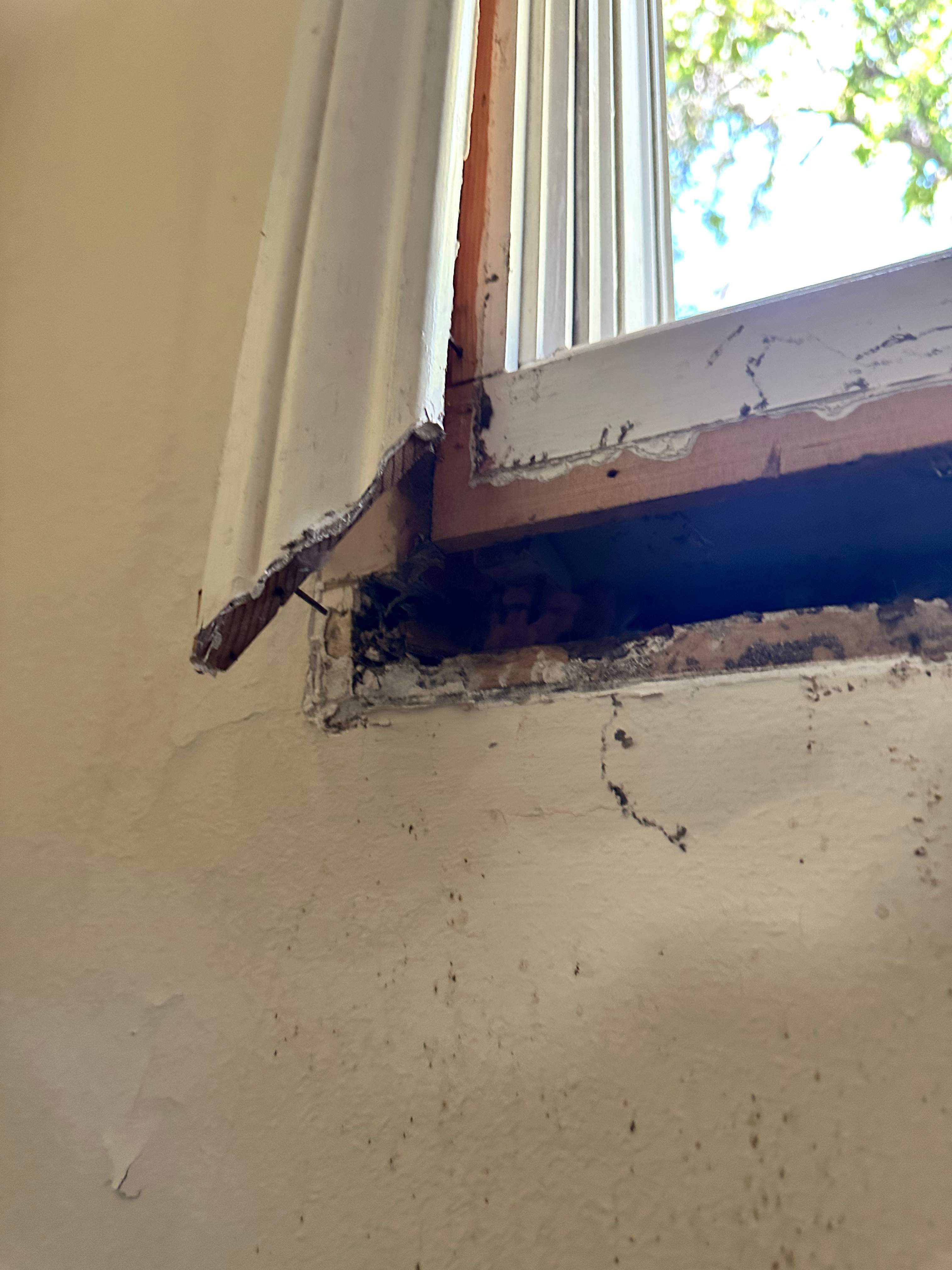 Yellowjackets in Bedroom by Rockwall Honey Bee Company