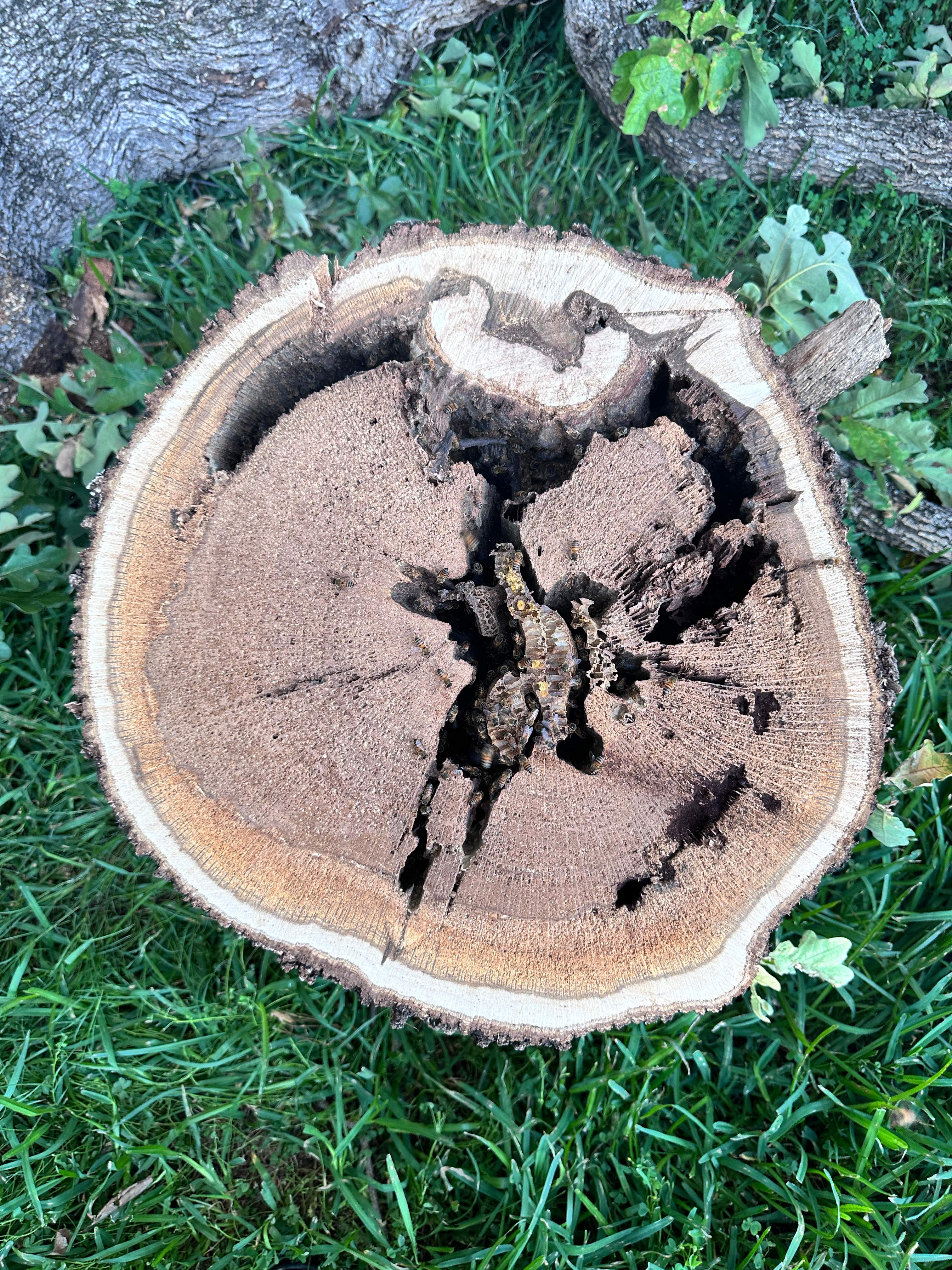 Wina-tree-go by Rockwall Honey Bee Company