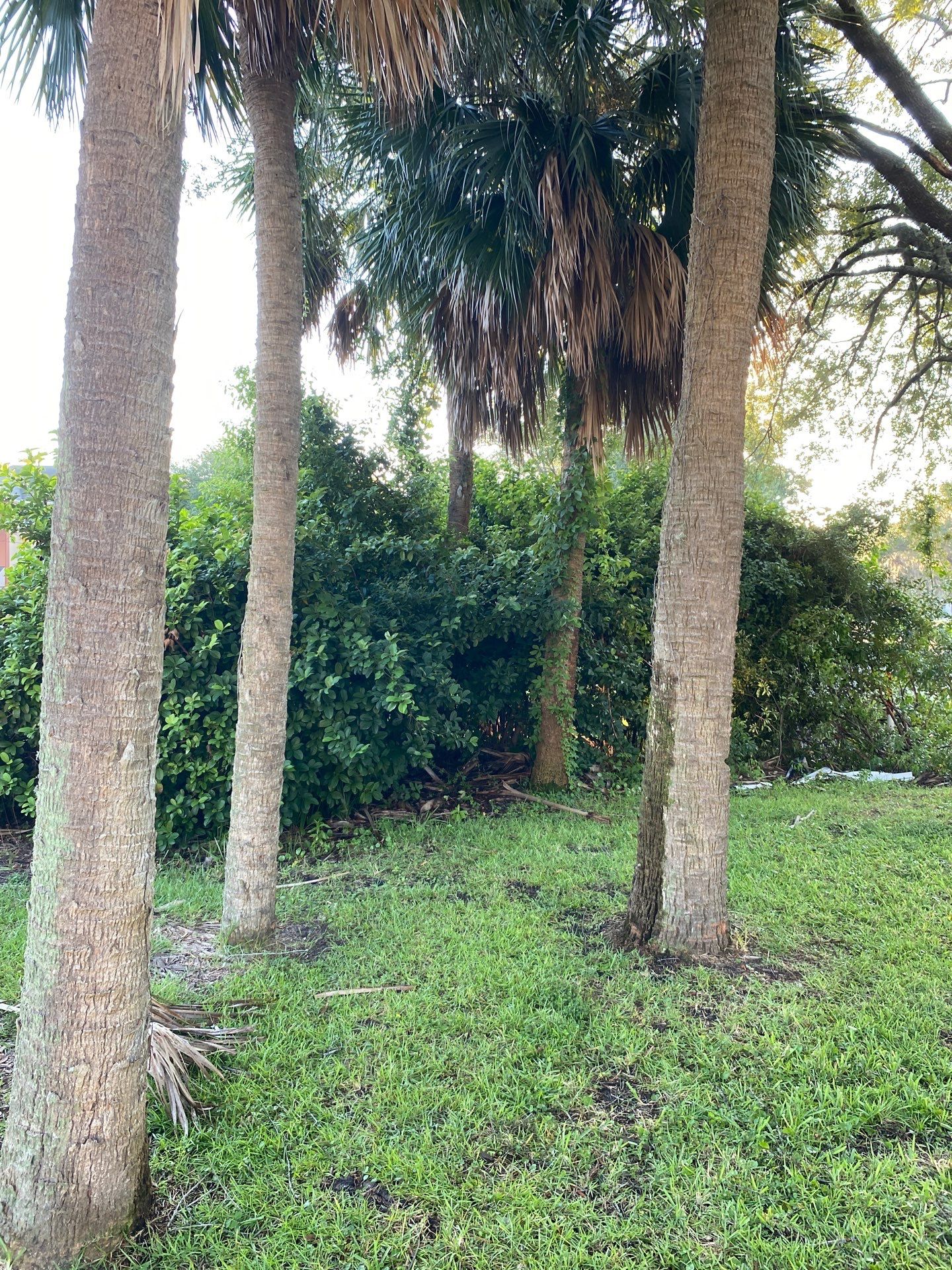Tree & Shrub Removal | Marriott Hotel by ProGreen Services