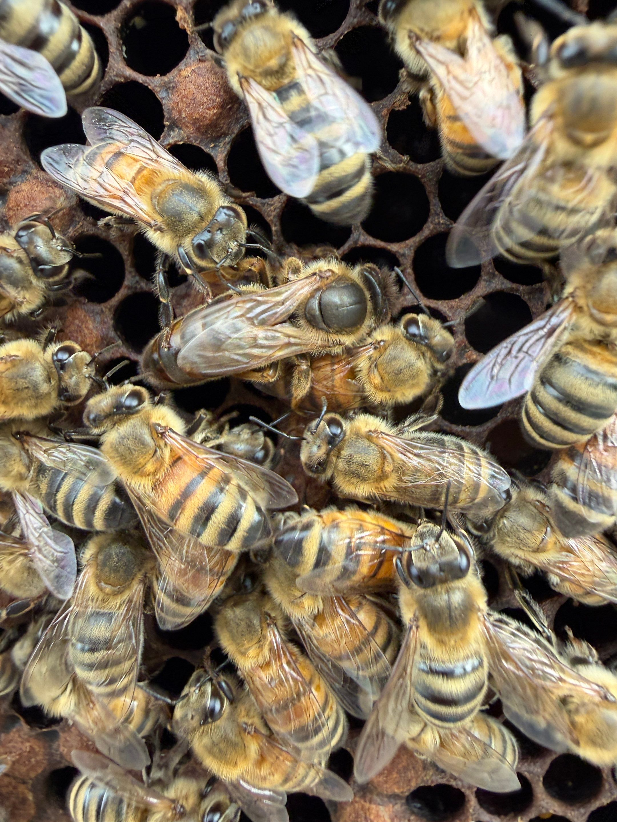 Momma K’s apiary by Rockwall Honey Bee Company
