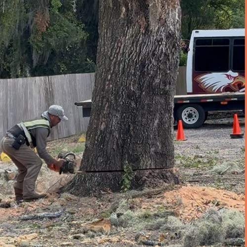 Tree Removal | Episcopal School of Jacksonville by ProGreen Services