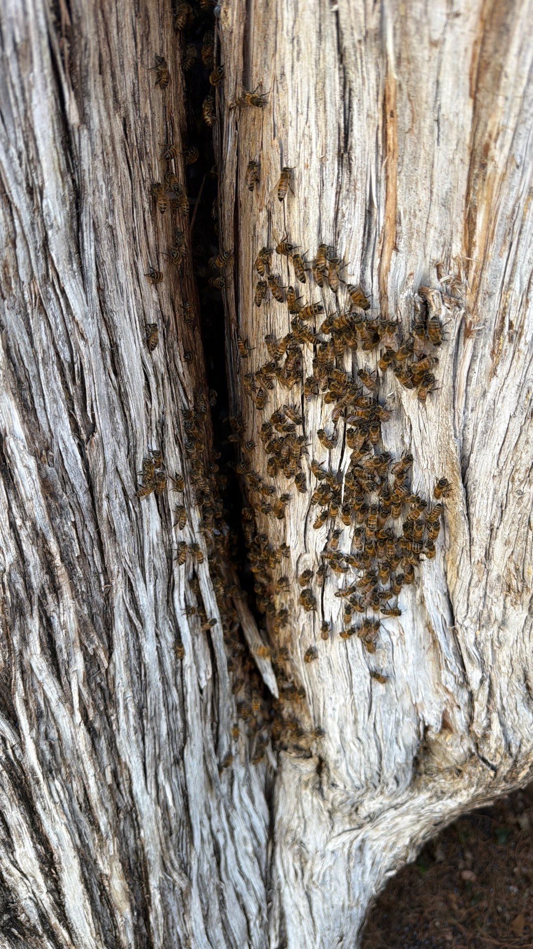 Cavern-Crack Tree Bees by Rockwall Honey Bee Company