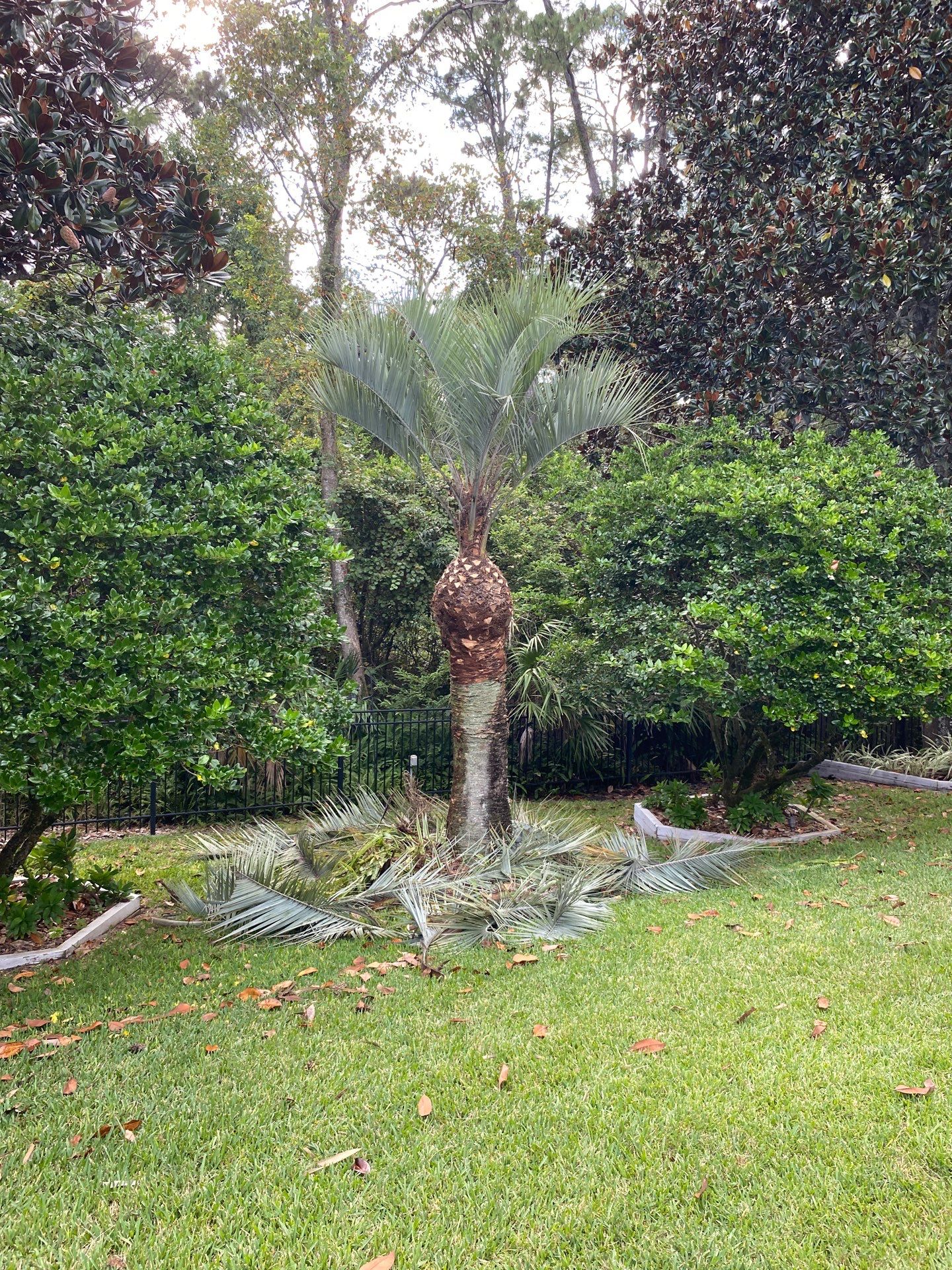 Deerwood Resident | Palm Tree Trimming by ProGreen Services