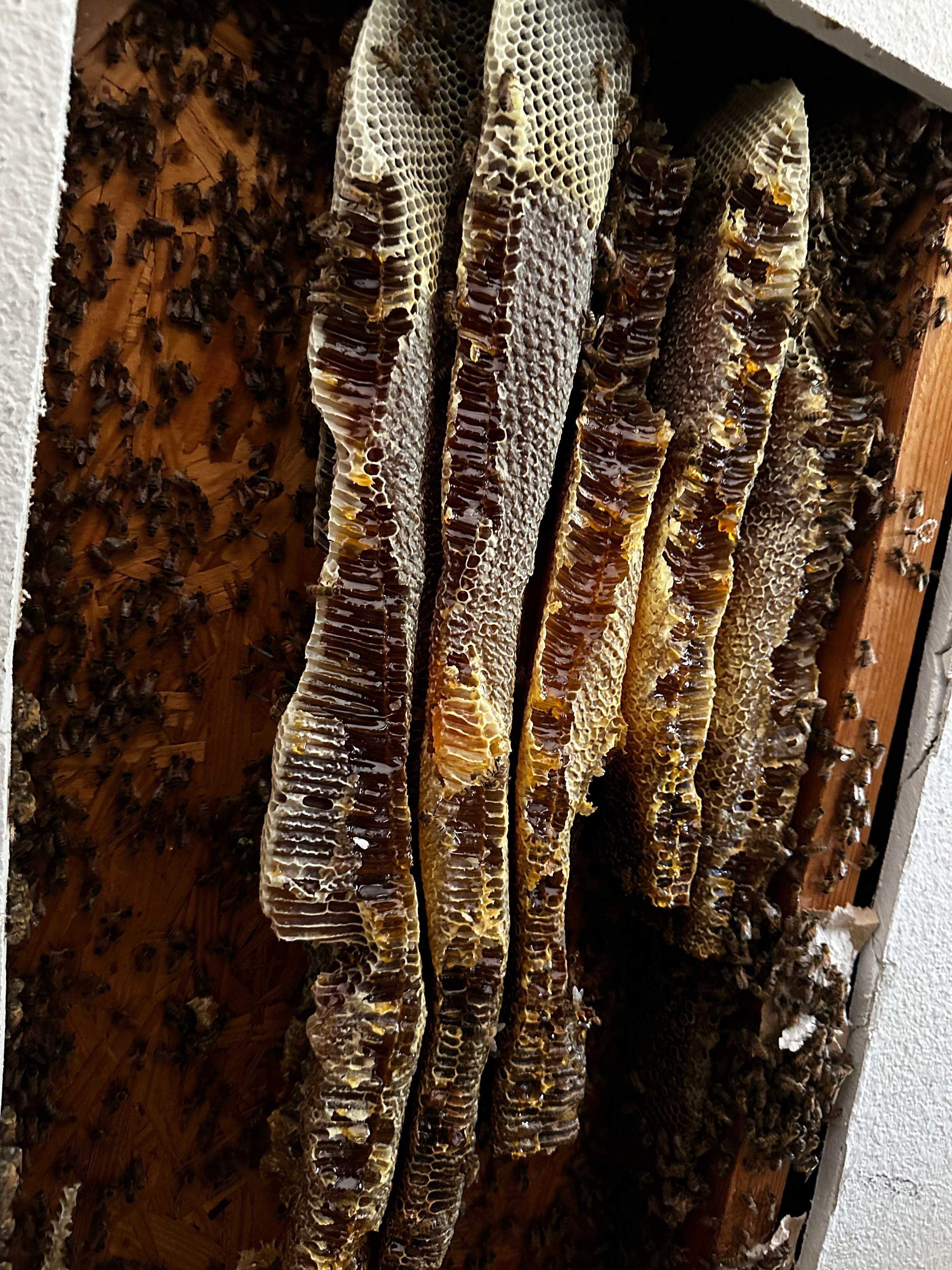 Beautiful Fresh Comb by Rockwall Honey Bee Company