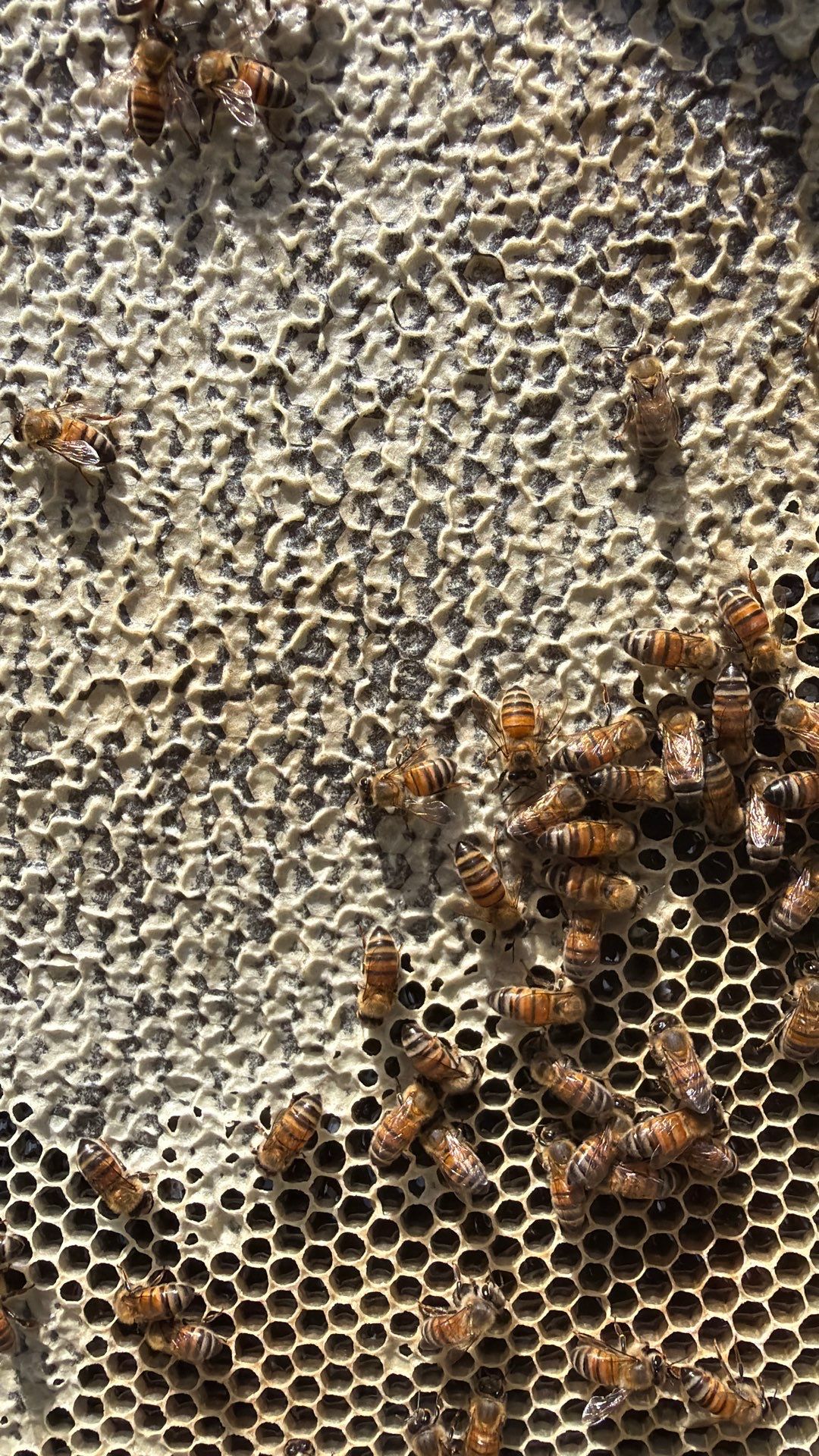 Addison by Rockwall Honey Bee Company