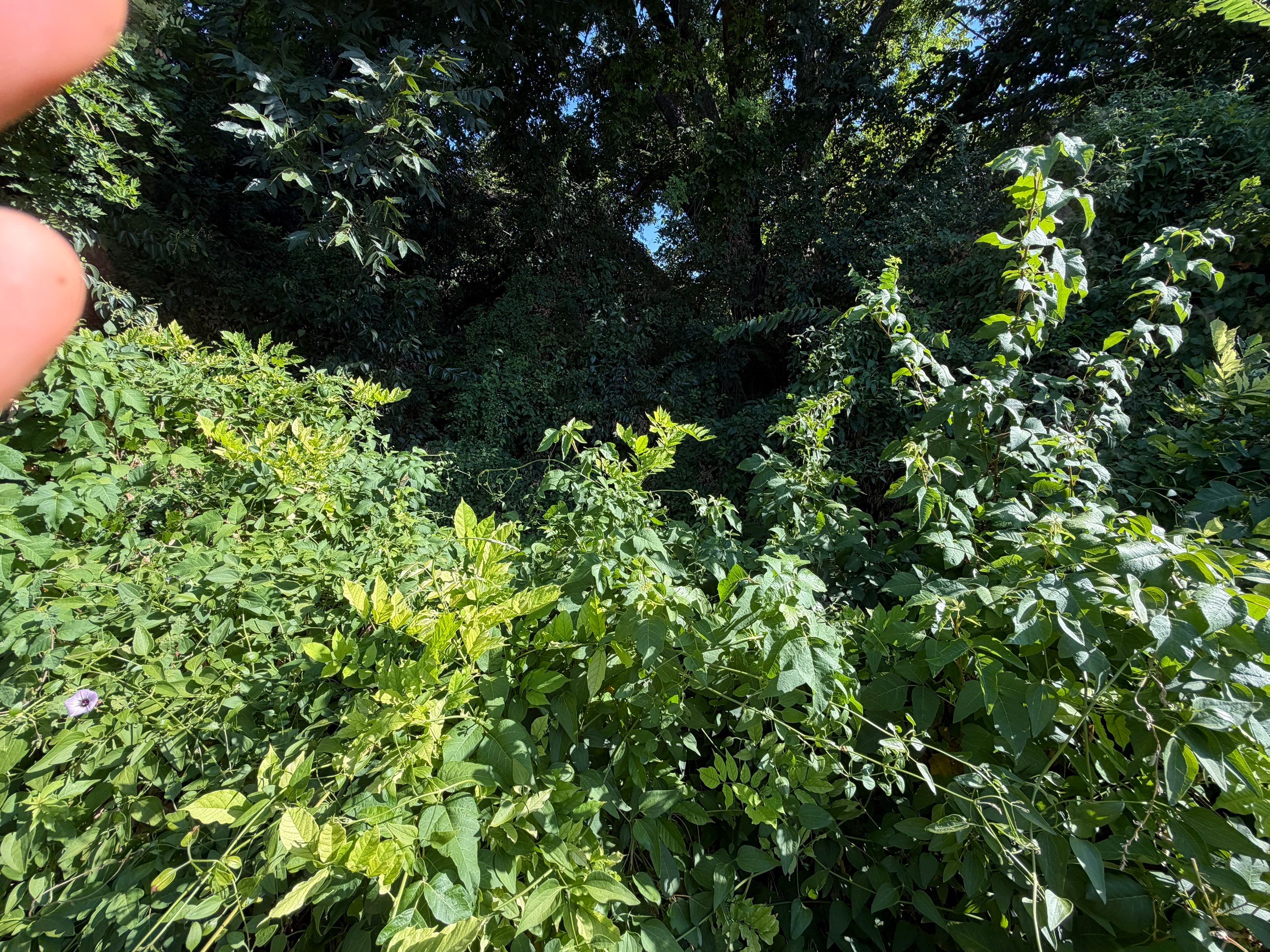 Warranted Removal by Rockwall Honey Bee Company
