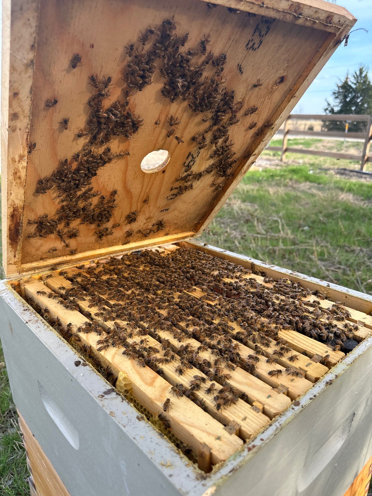 Honey-Maker Apiary in Greenville by Rockwall Honey Bee Company