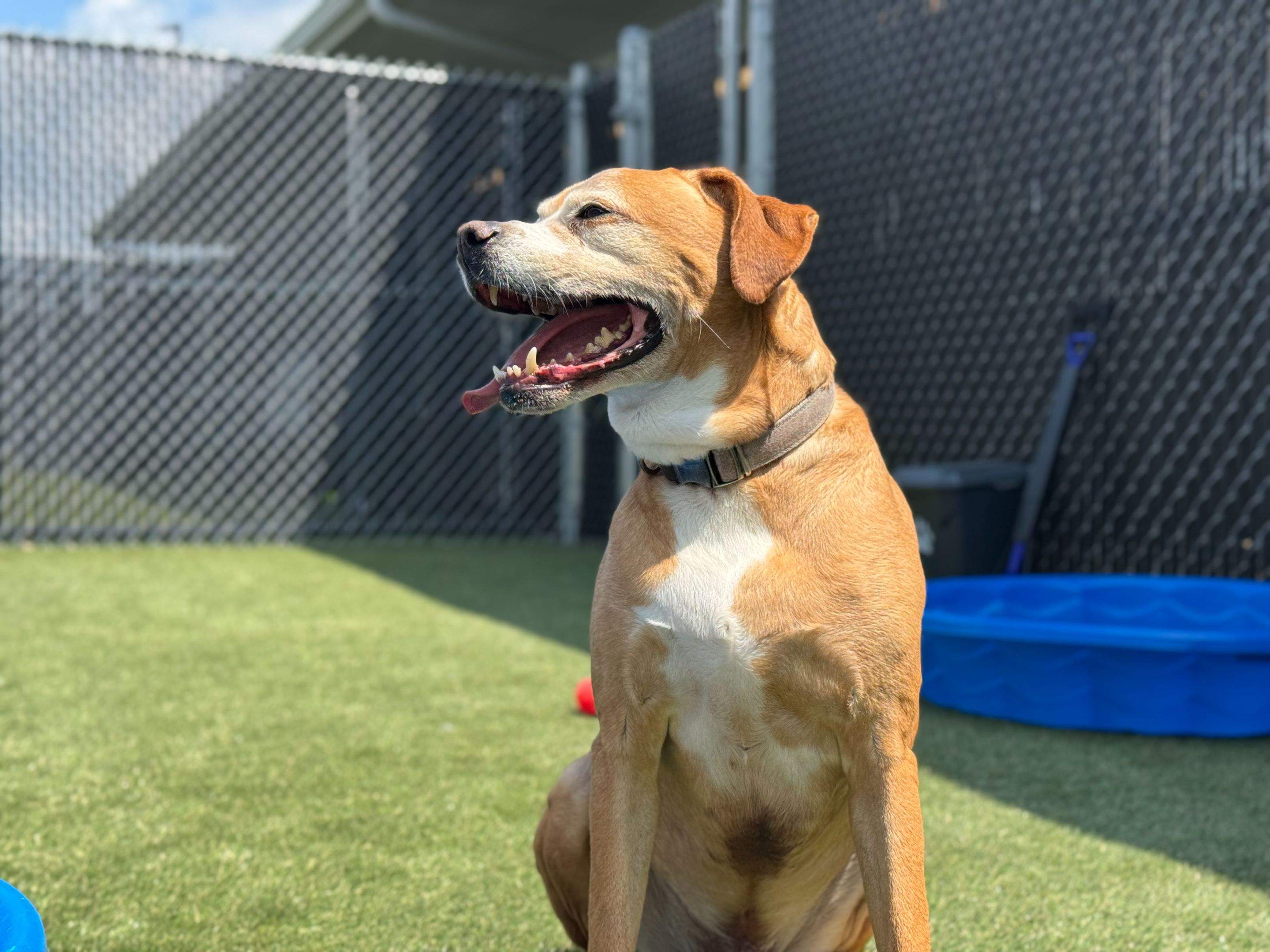 Humane Society for Greater Lafayette by ForeverLawn NEIN/INDY