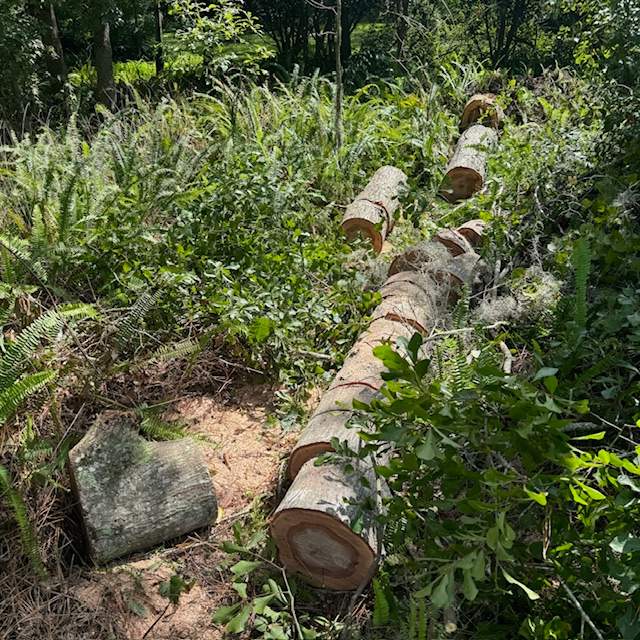 Deerwood Community | Contract Tree Work by ProGreen Services