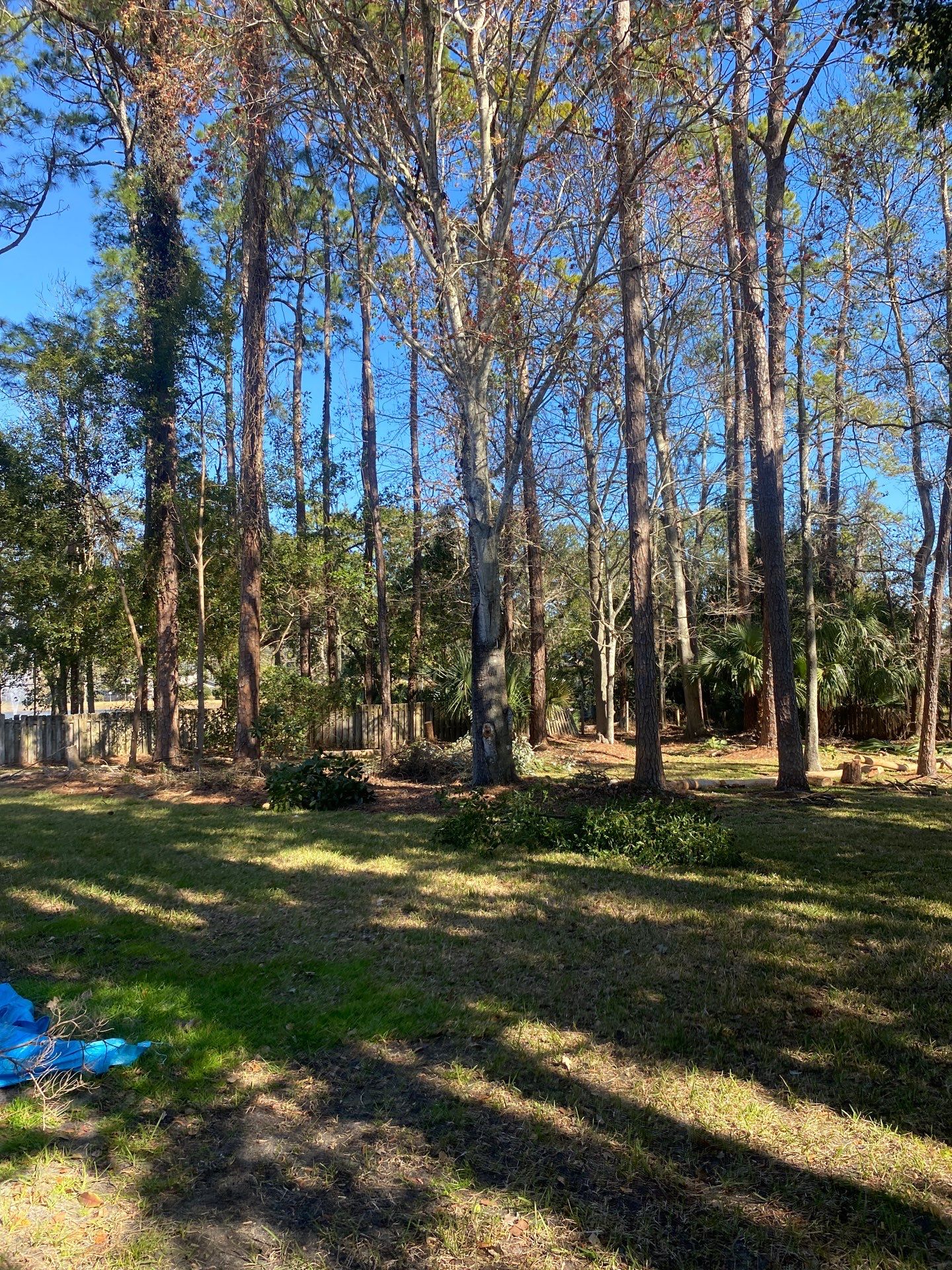 Deerwood Resident | Tree Removal & Clean-Up by ProGreen Services