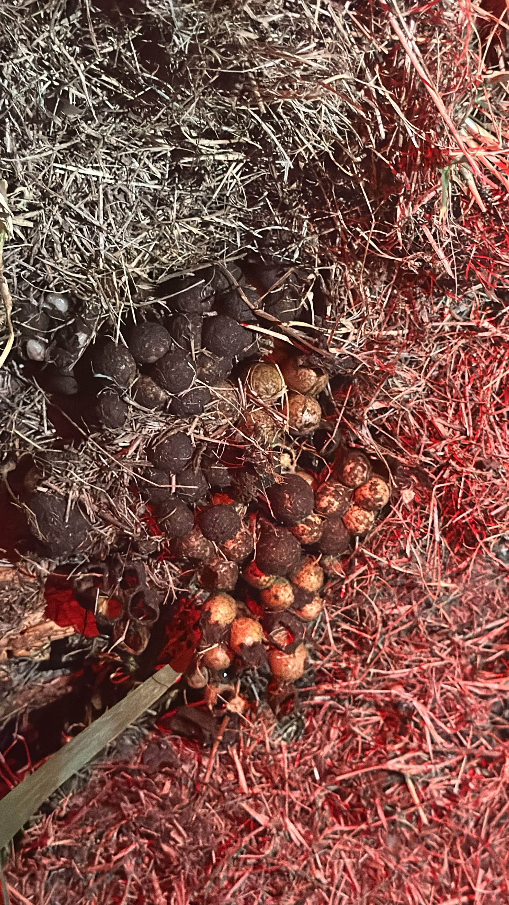 Bumblebees! by Rockwall Honey Bee Company