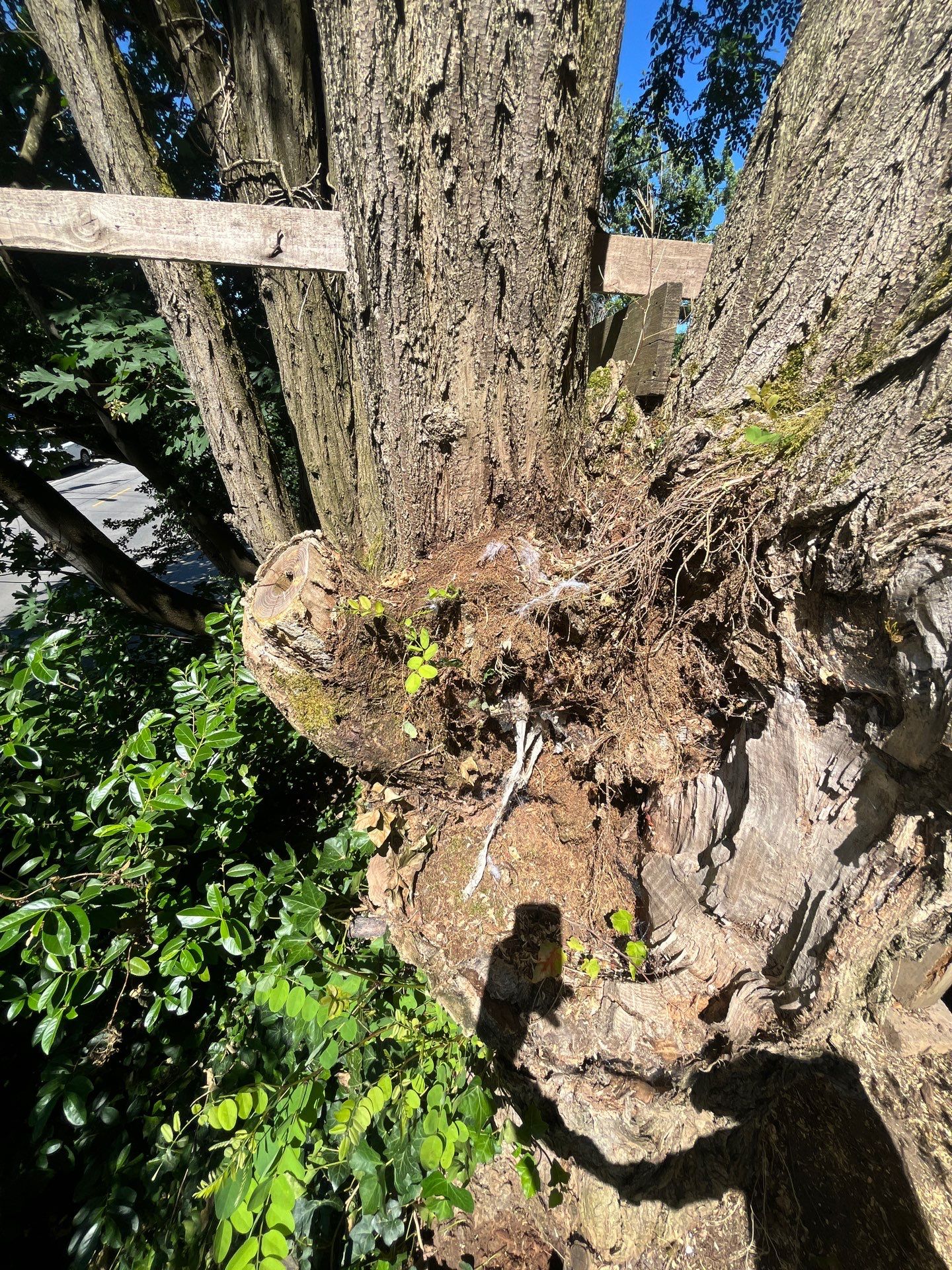 Seattle Hazardous Tree Removal Along Residential Street by Sound Tree Care LLC