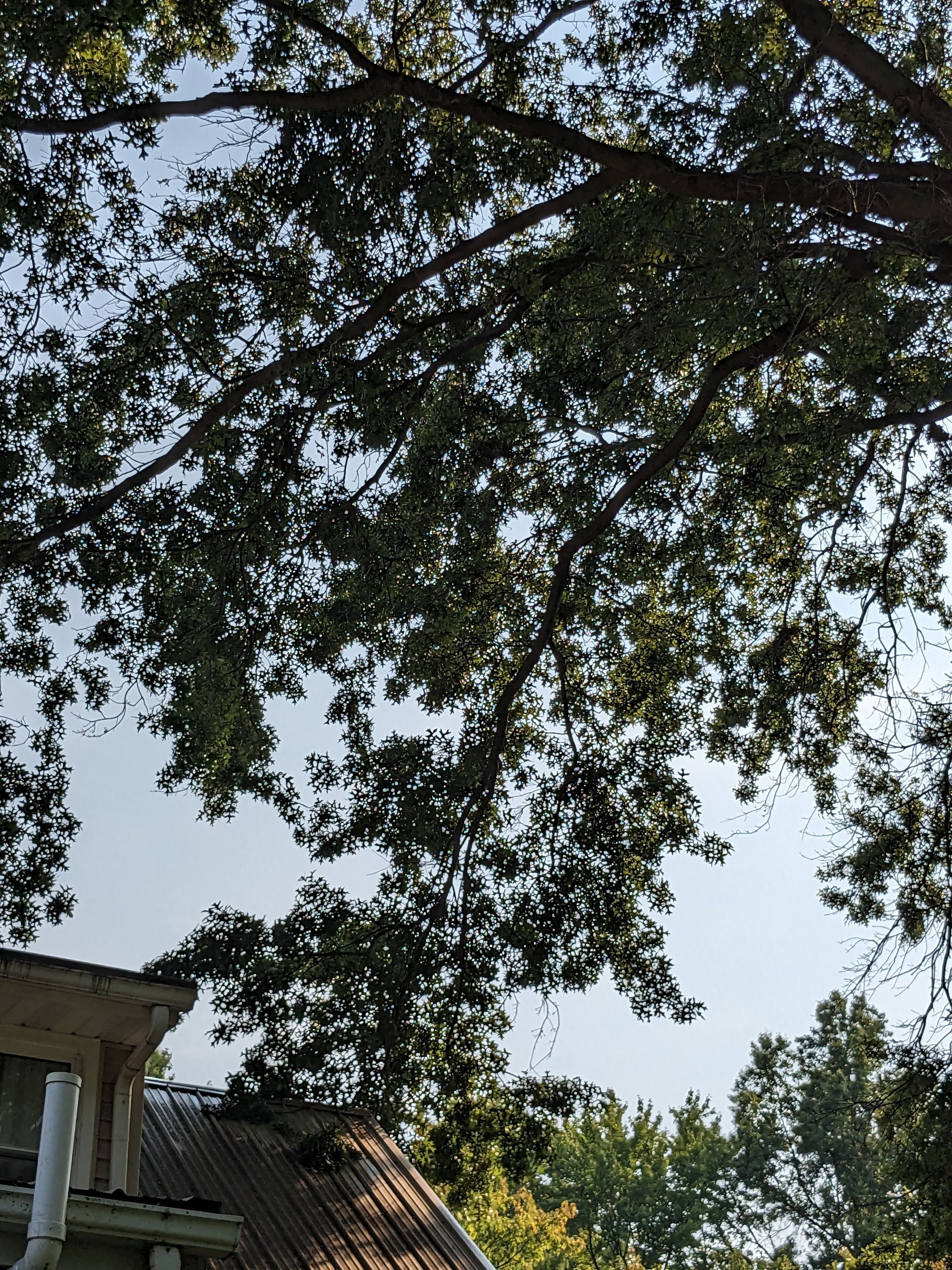 Tree Trimming using Tree Pruing by Mike Jones & Sons Tree Service LLC 