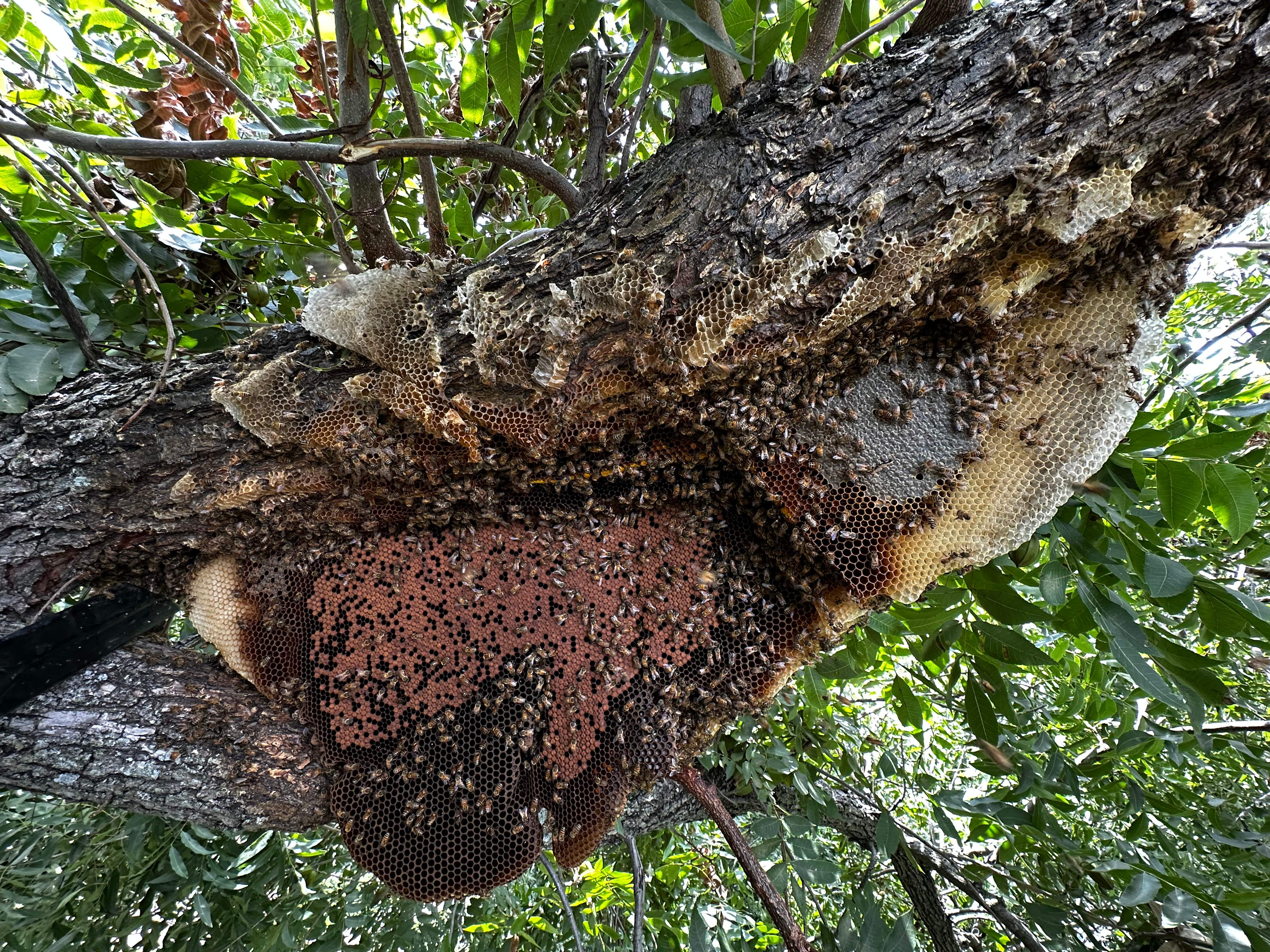 Open-Air Massive Colony by Rockwall Honey Bee Company
