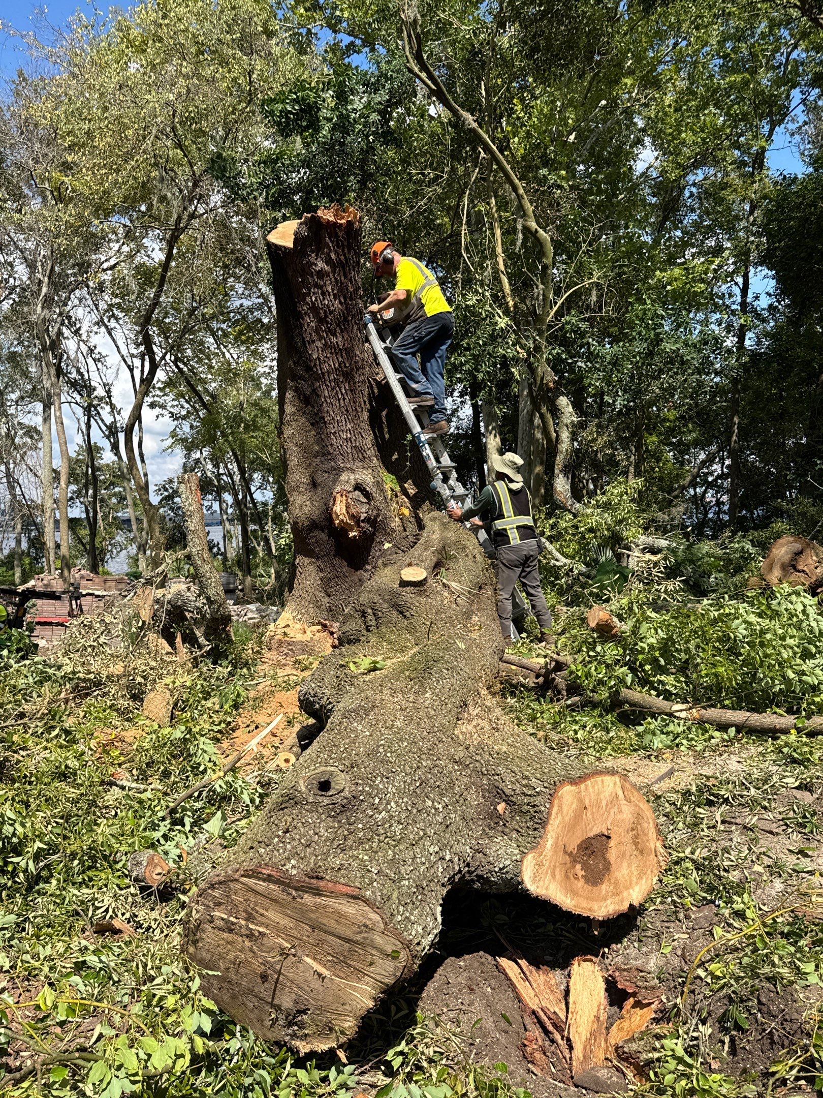Tree Removal | Episcopal Softball Field by ProGreen Services