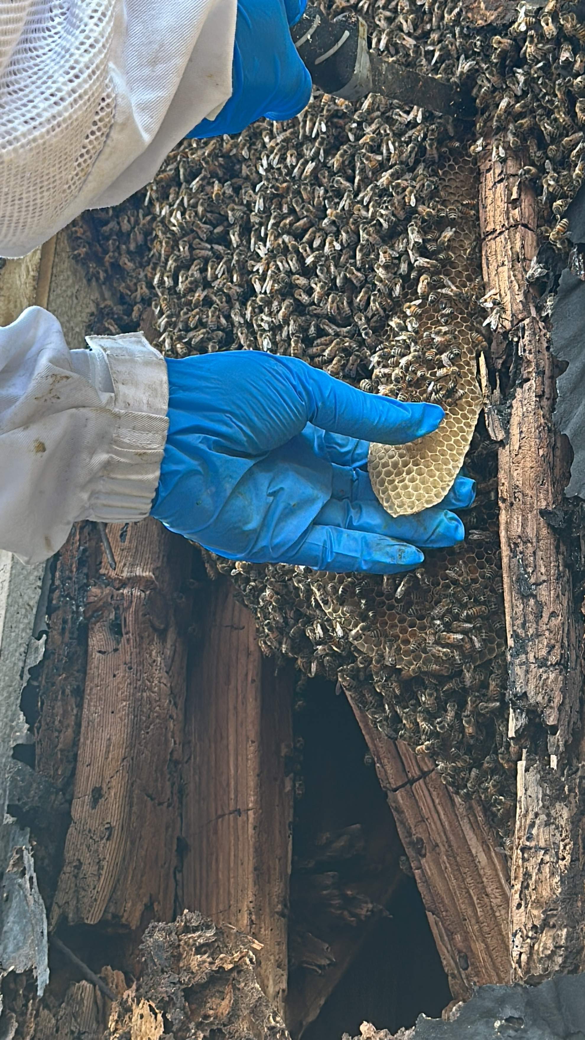 Scary Pergola by Rockwall Honey Bee Company