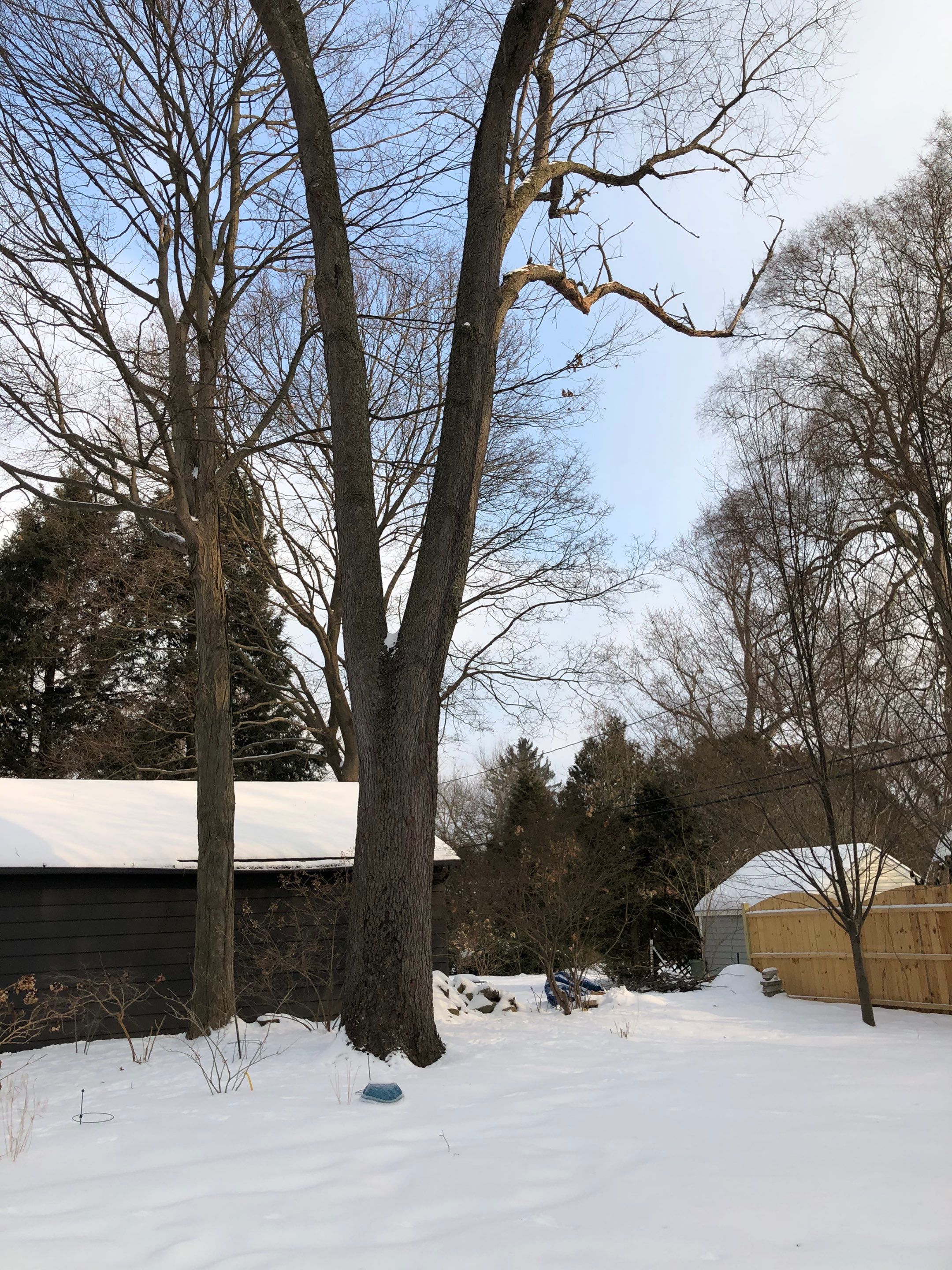 Firewood Delivery  using Seasoned Firewood by Mike Jones & Sons Tree Service LLC 
