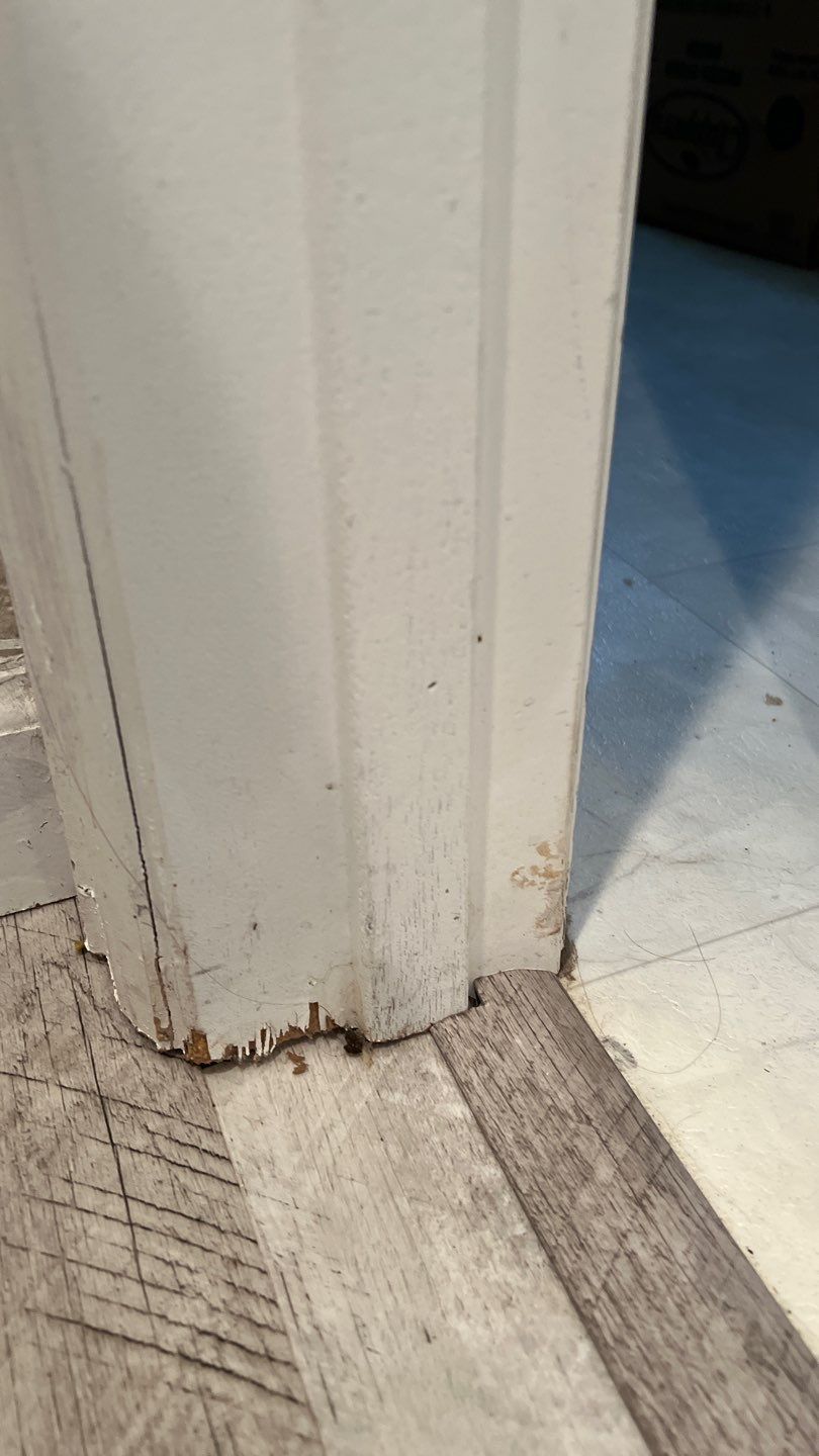 Water Damage and Mold Remediation by Accountable Home Services