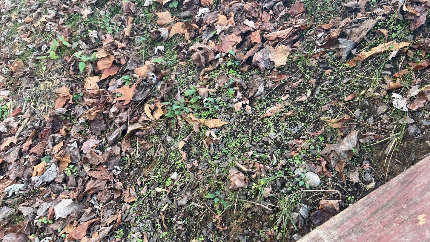 Gain unused yard space by GrassBusters, Inc.