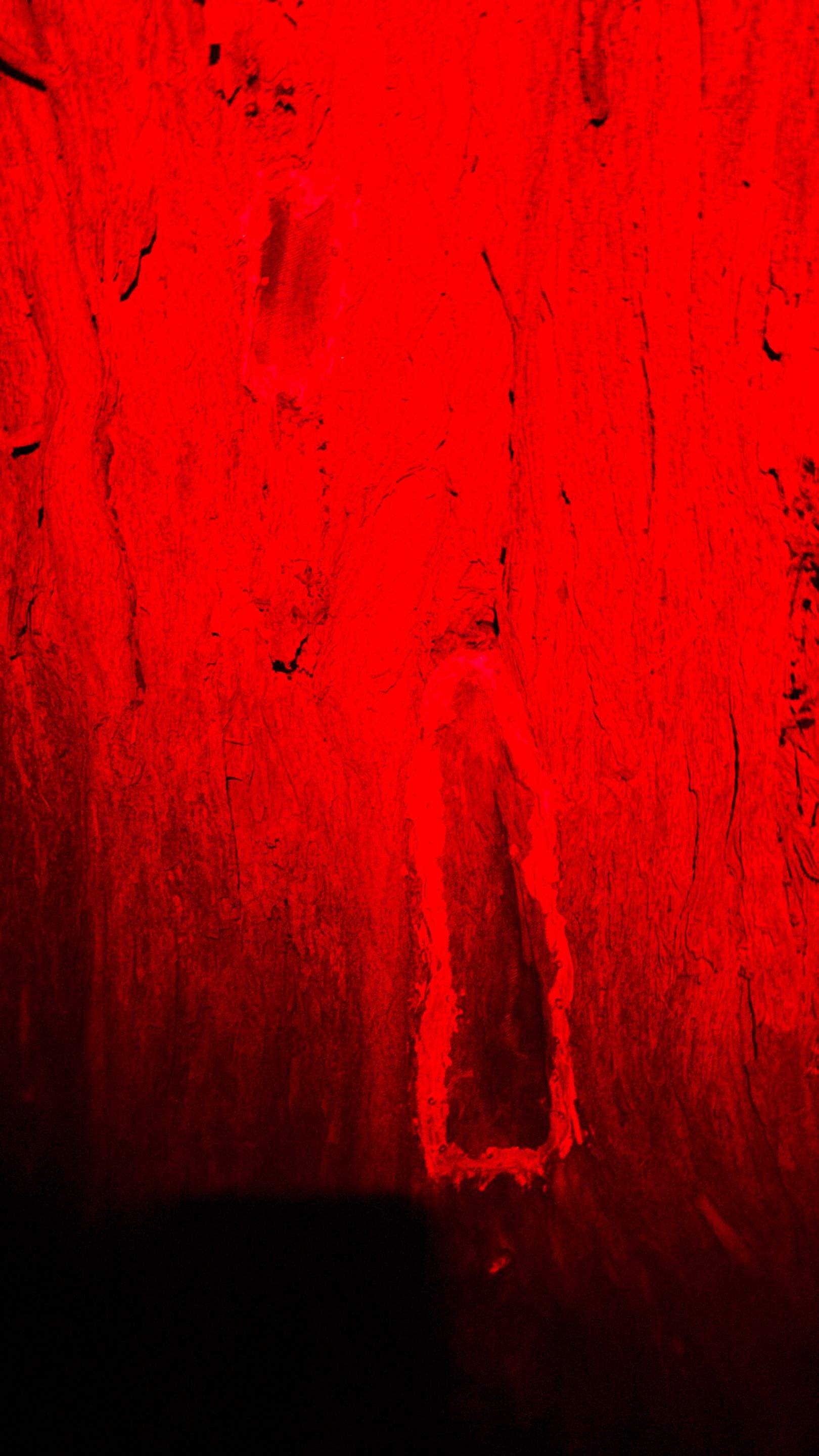 Huge Tree by Rockwall Honey Bee Company