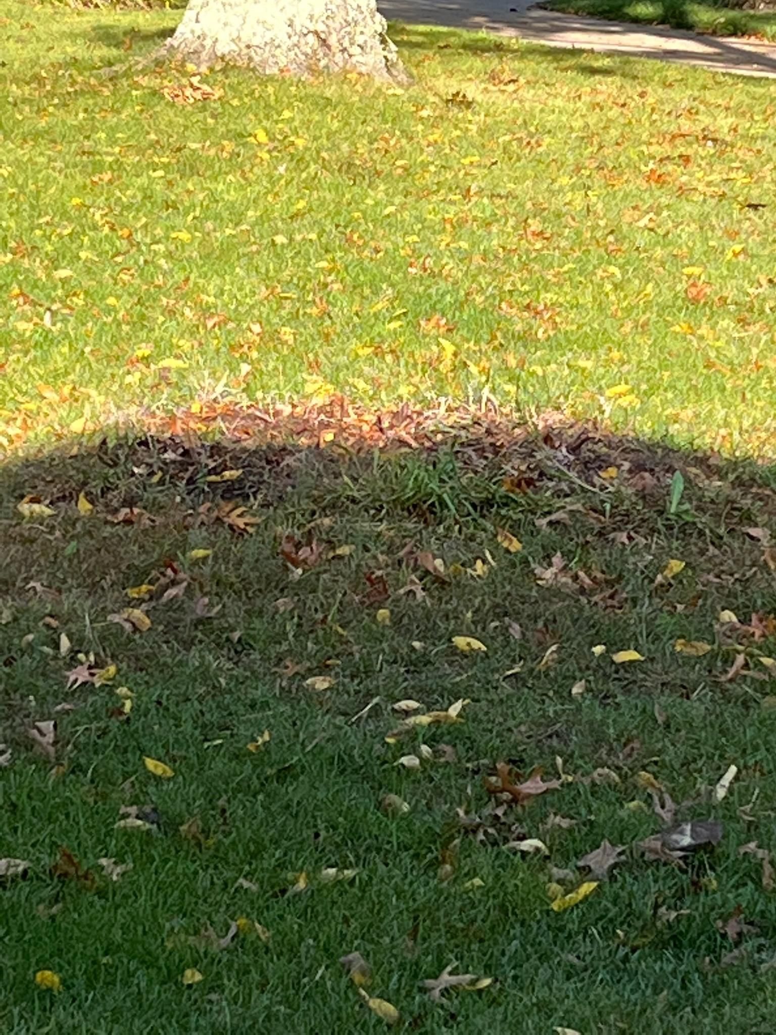 Tree Trimming using Tree Pruing by Mike Jones & Sons Tree Service LLC 