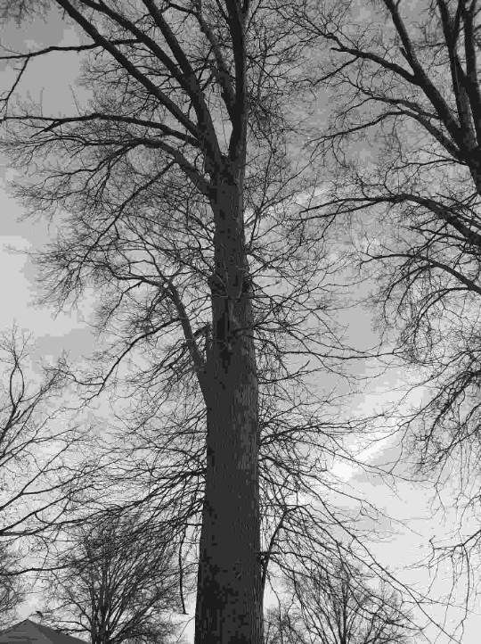 Tree Trimming using Tree Pruing by Mike Jones & Sons Tree Service LLC 